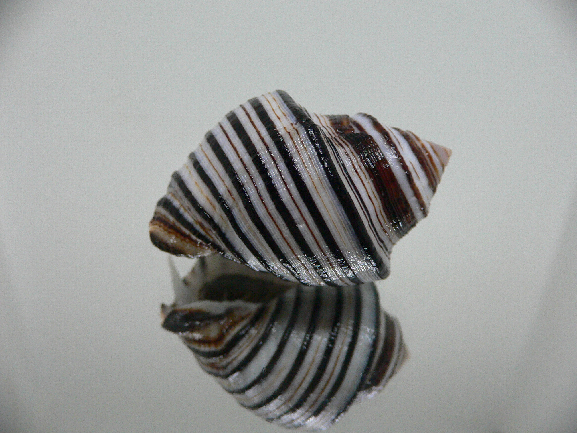 Opeatostoma pseudodon BLACK STRIPES