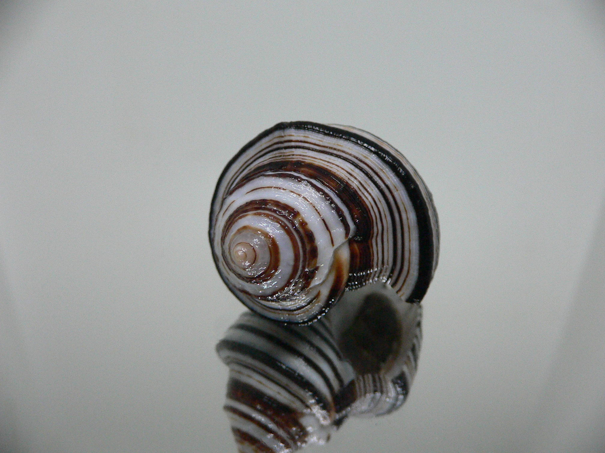 Opeatostoma pseudodon BLACK STRIPES