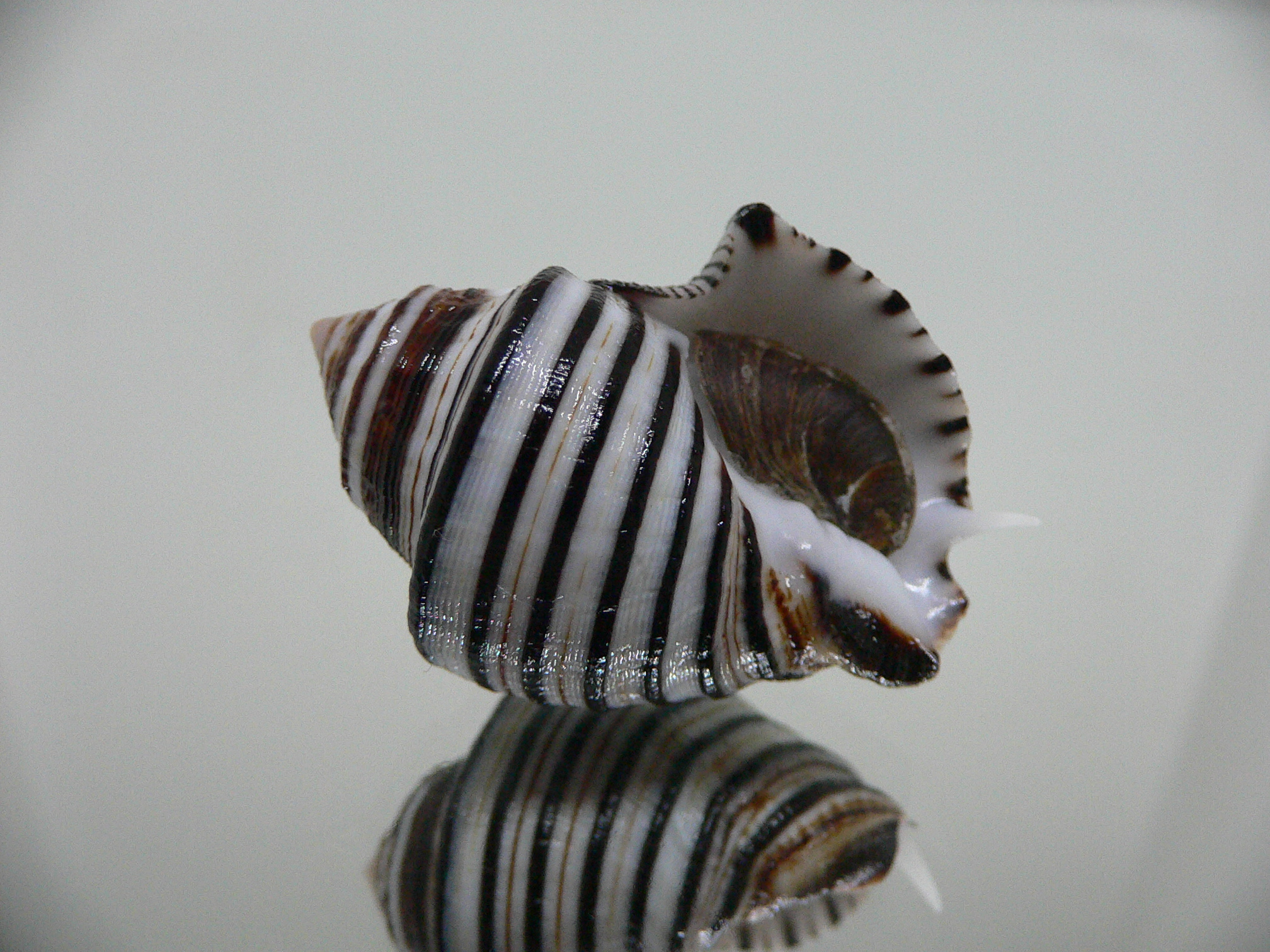 Opeatostoma pseudodon BLACK STRIPES