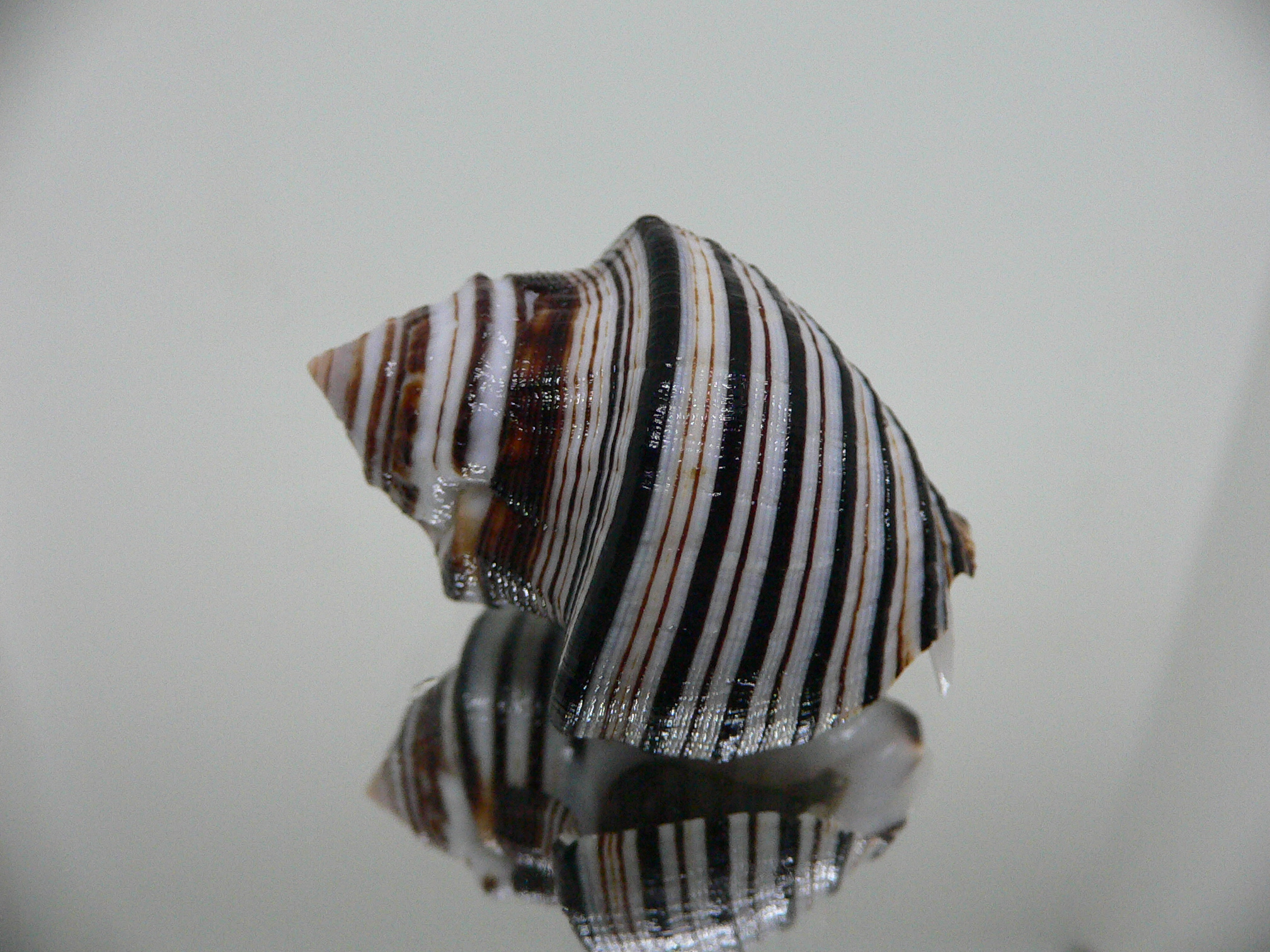 Opeatostoma pseudodon BLACK STRIPES