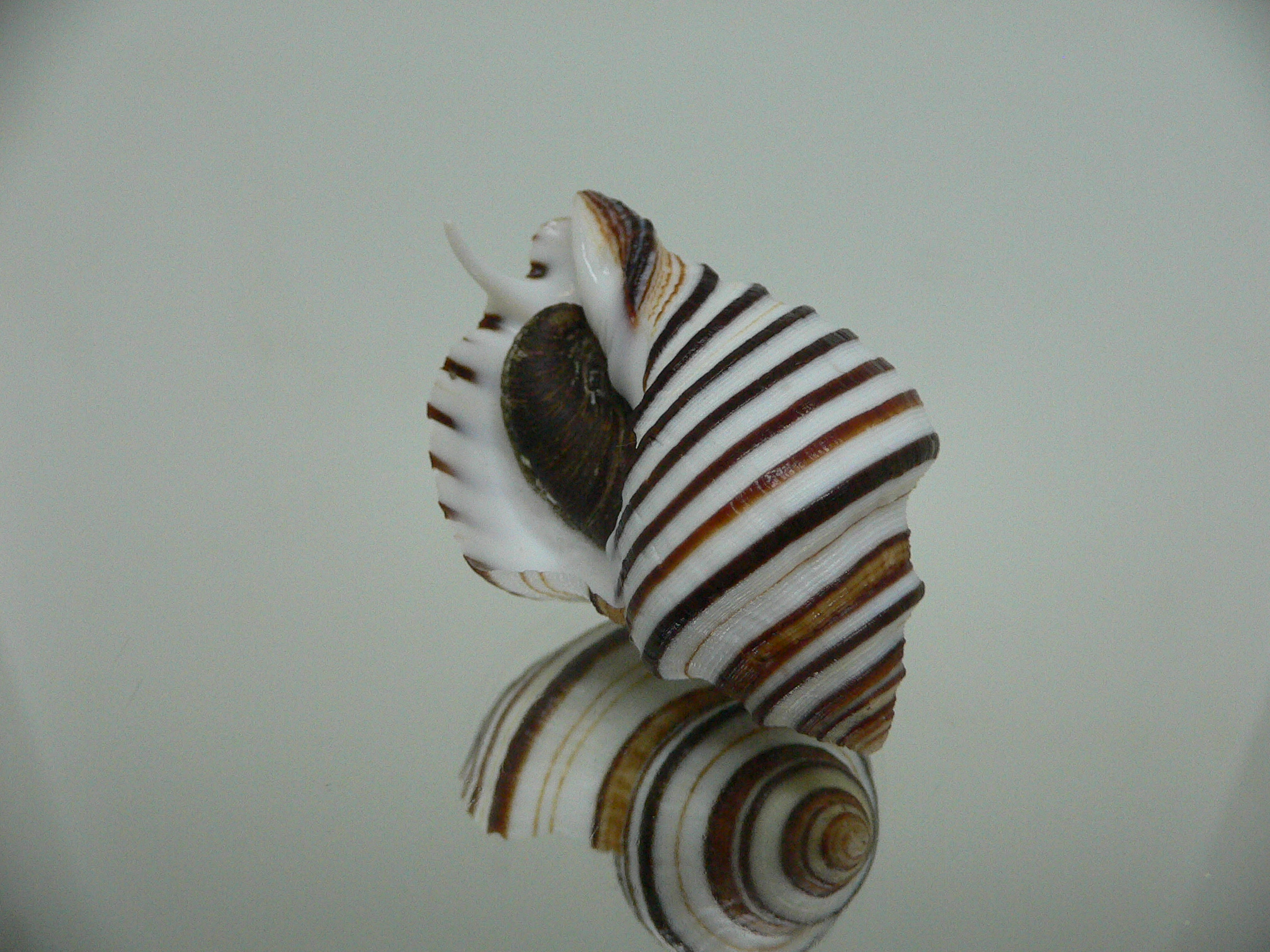 Opeatostoma pseudodon BLACK STRIPES