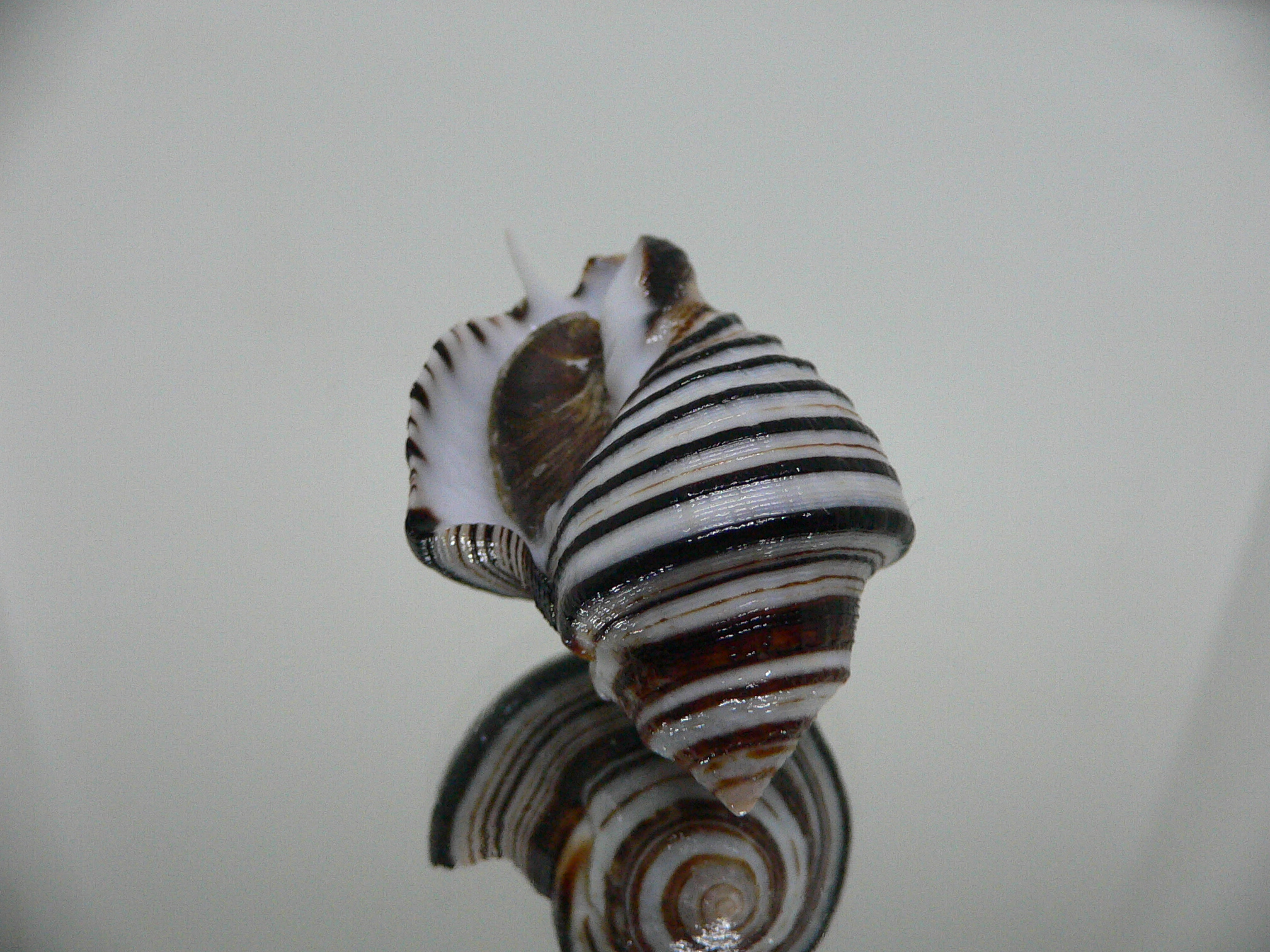 Opeatostoma pseudodon BLACK STRIPES
