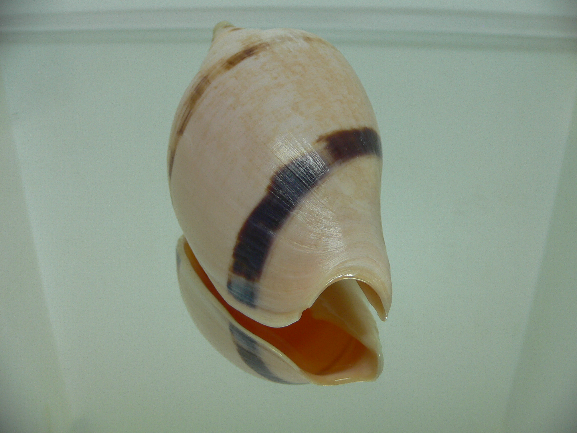 Ericusa fulgetrum bicincta (var.)