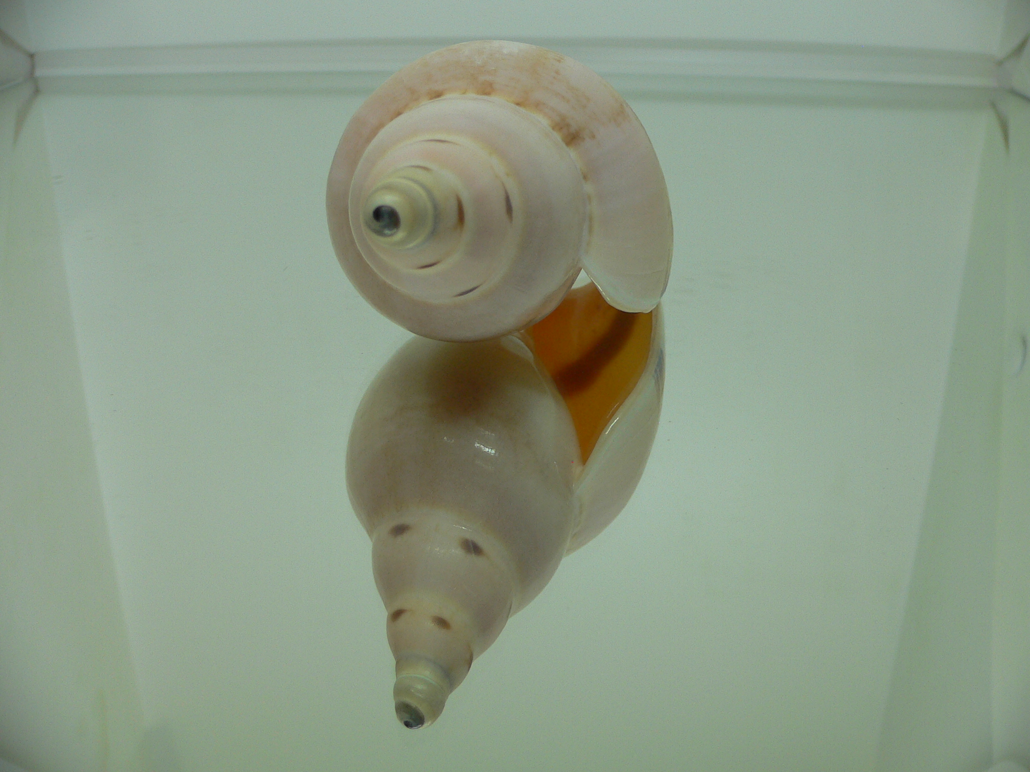 Ericusa fulgetrum bicincta (var.)