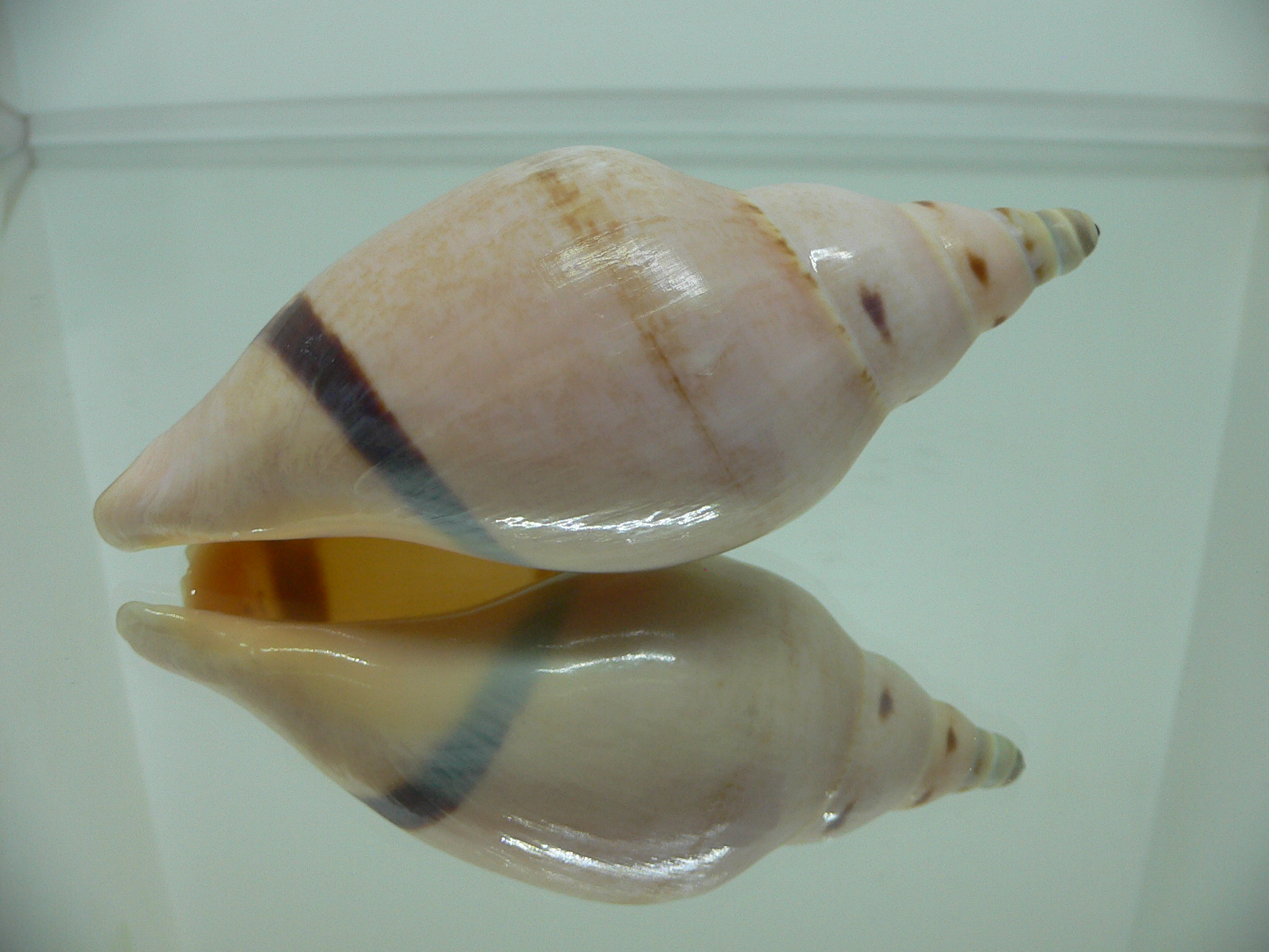 Ericusa fulgetrum bicincta (var.)
