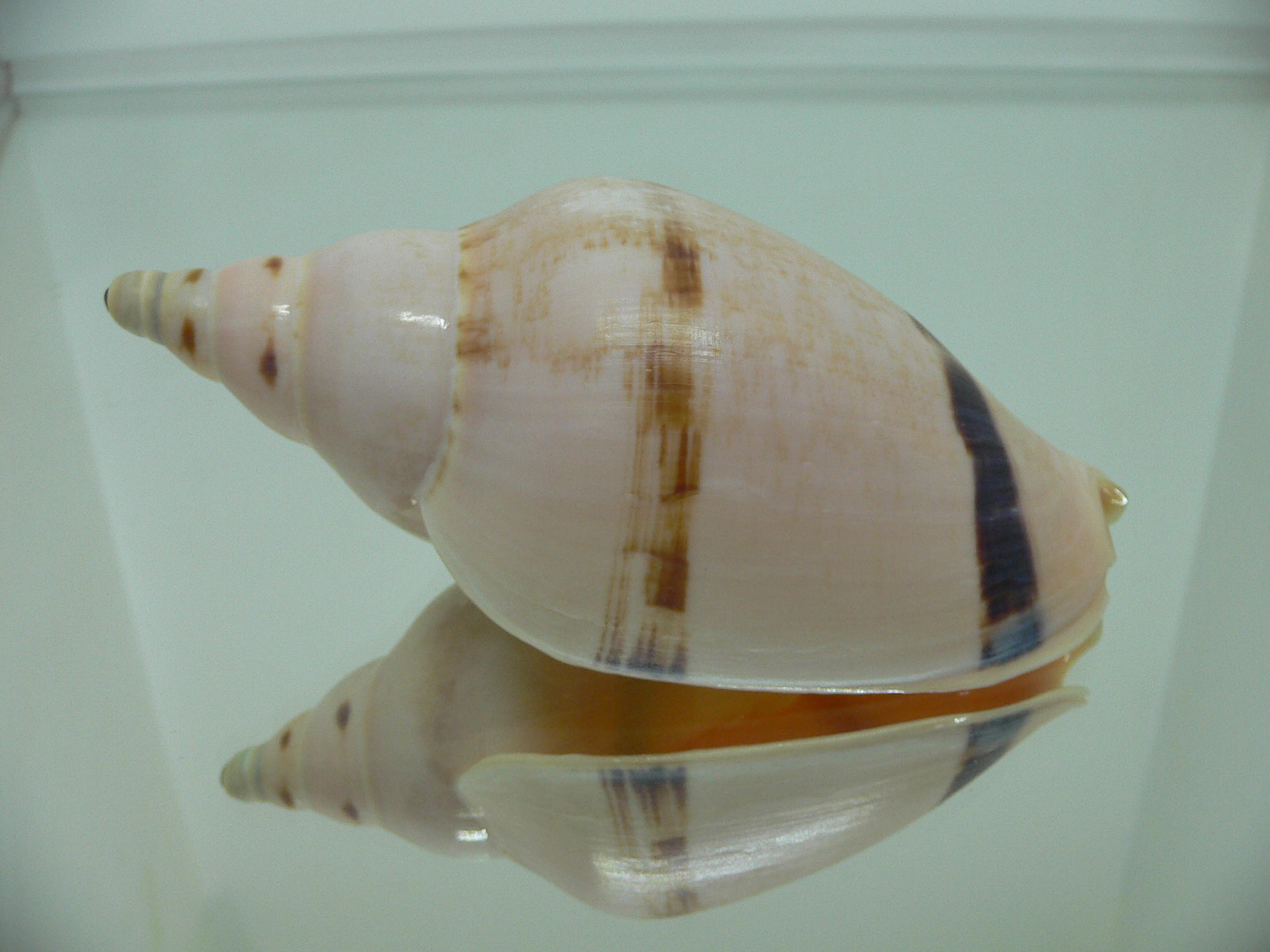 Ericusa fulgetrum bicincta (var.)