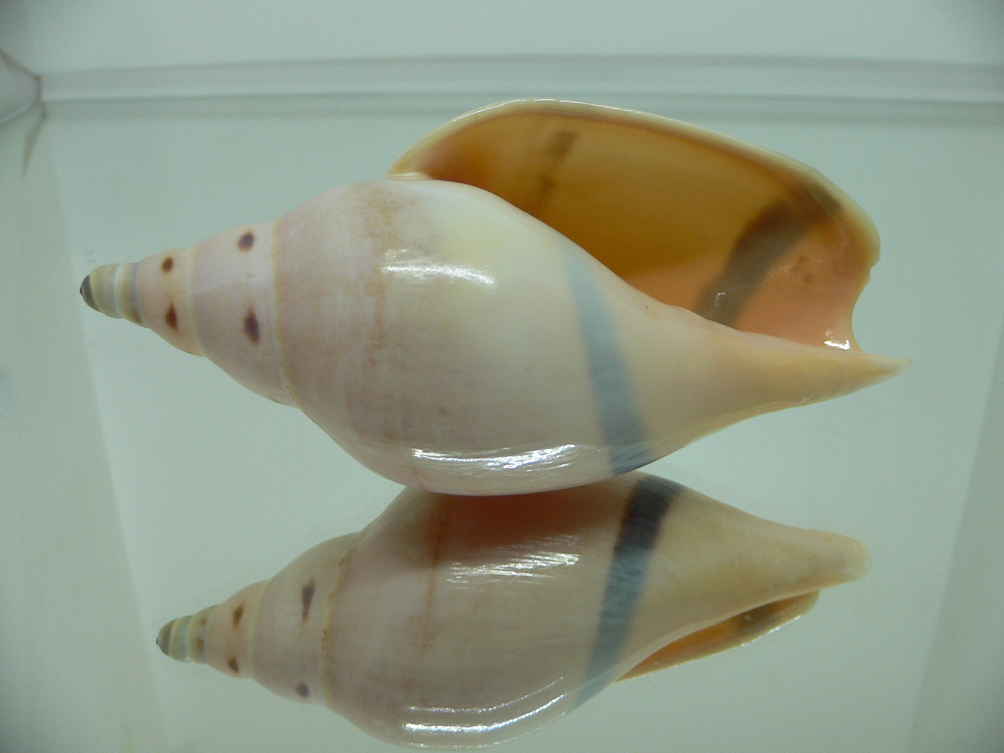 Ericusa fulgetrum bicincta (var.)