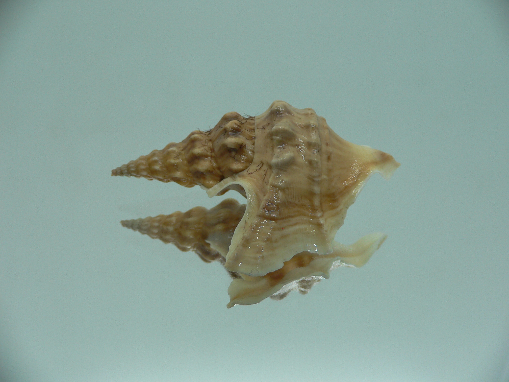 Aporrhais bilobatus RARE & VERY BIG