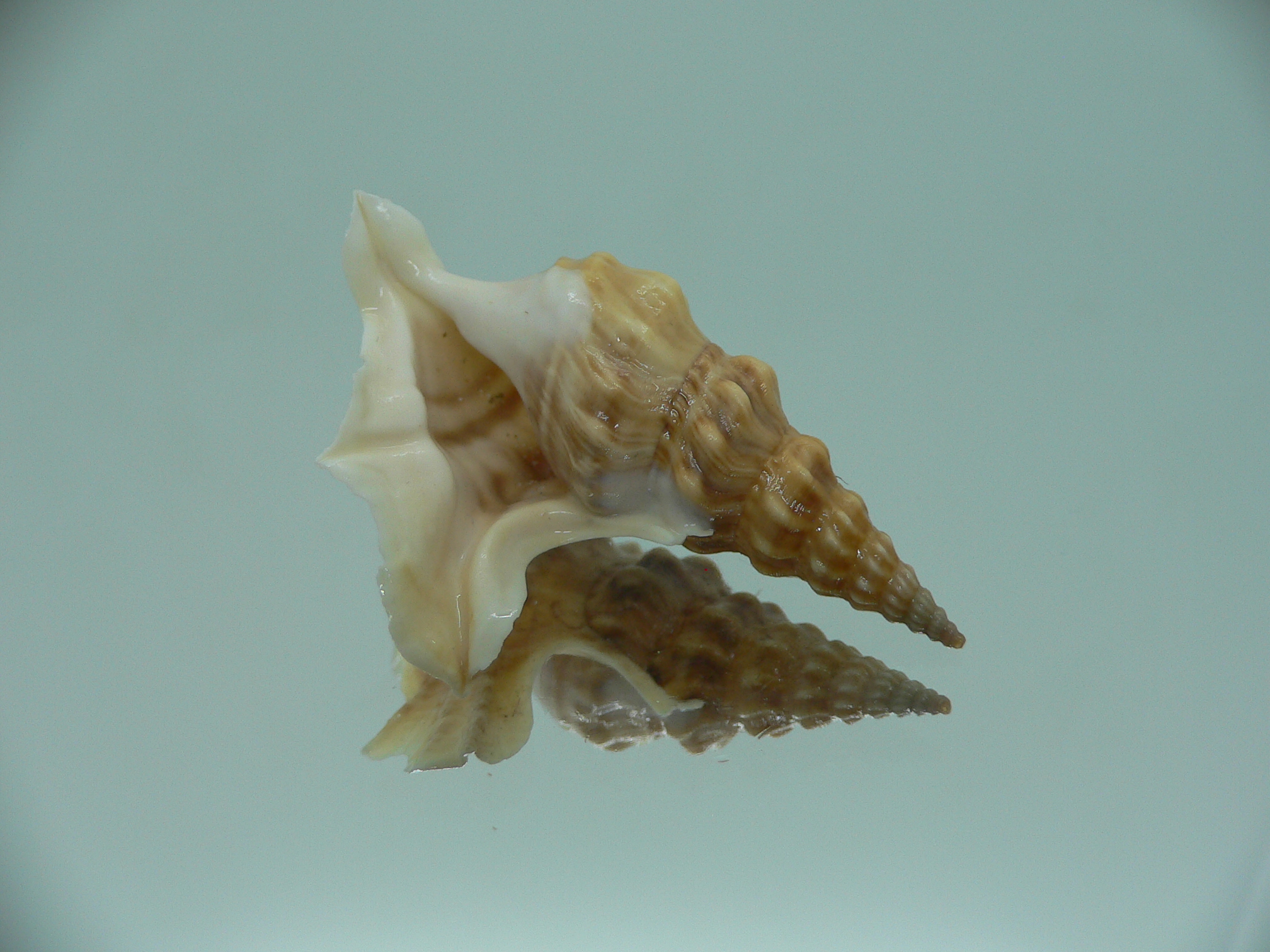 Aporrhais bilobatus RARE & VERY BIG