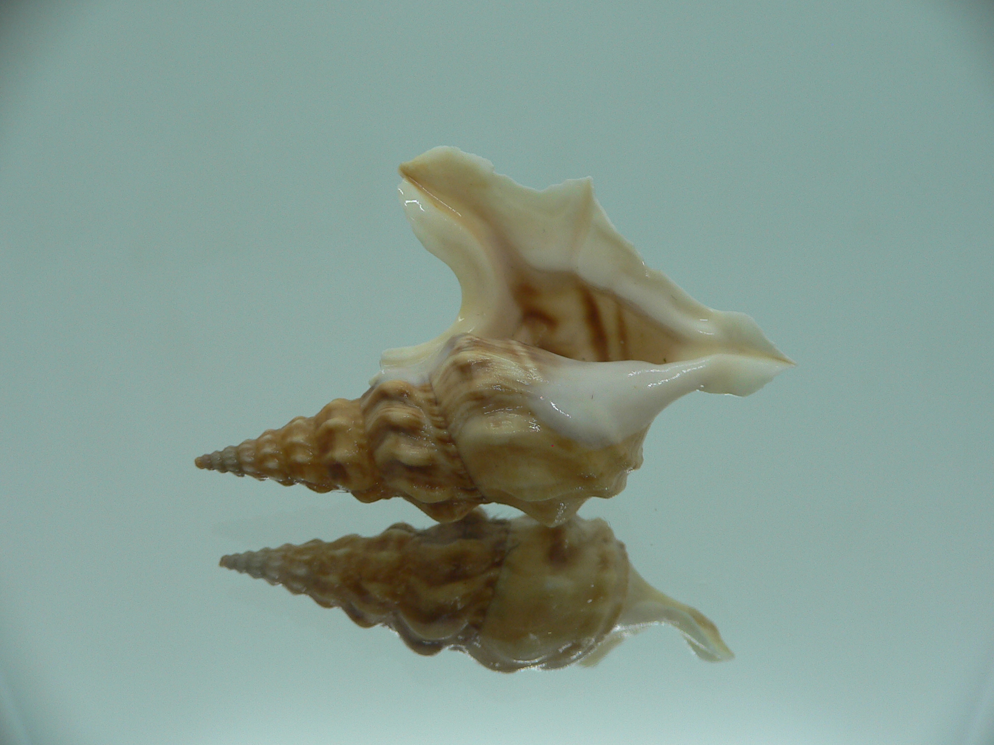 Aporrhais bilobatus RARE & VERY BIG
