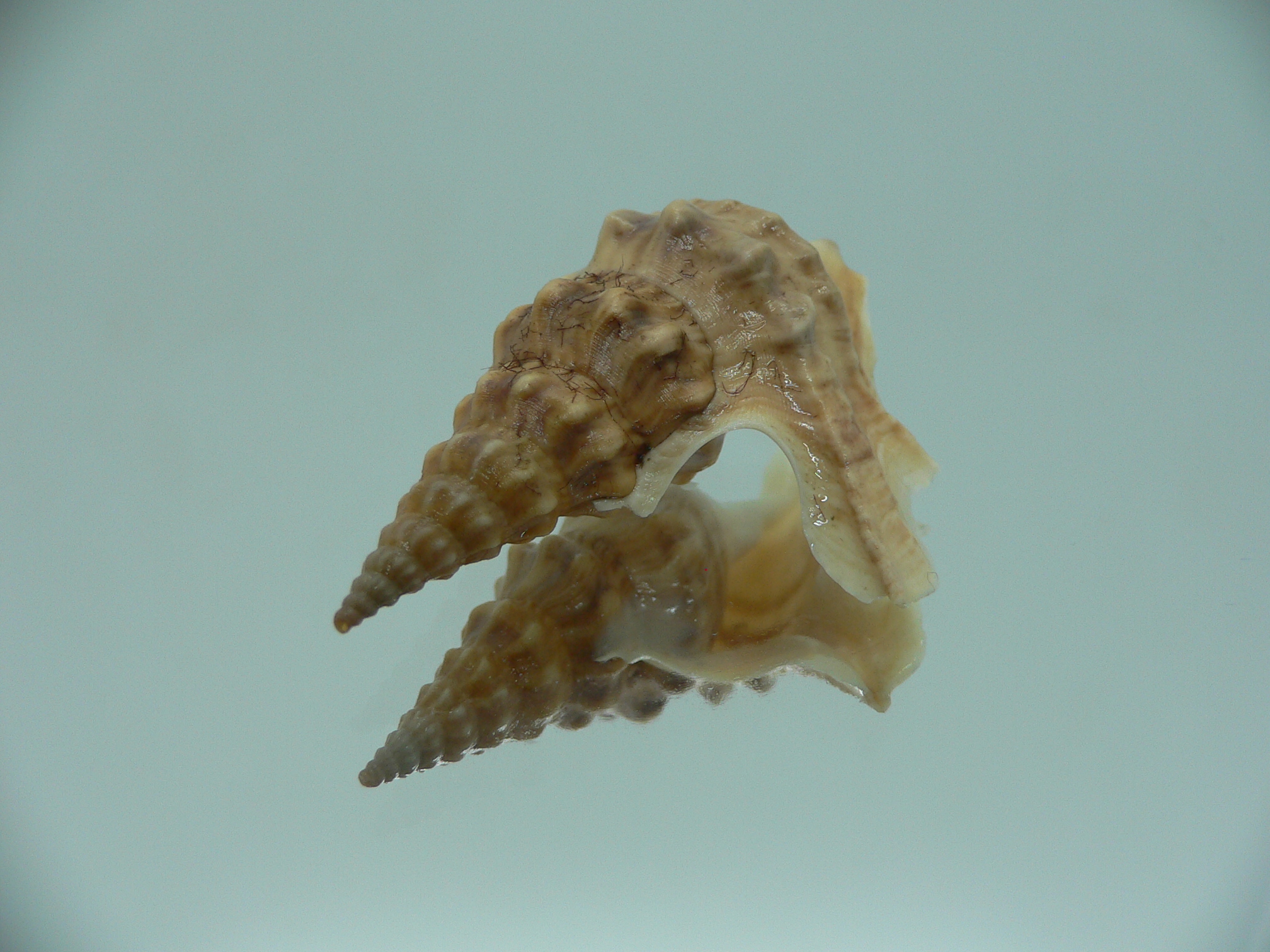 Aporrhais bilobatus RARE & VERY BIG