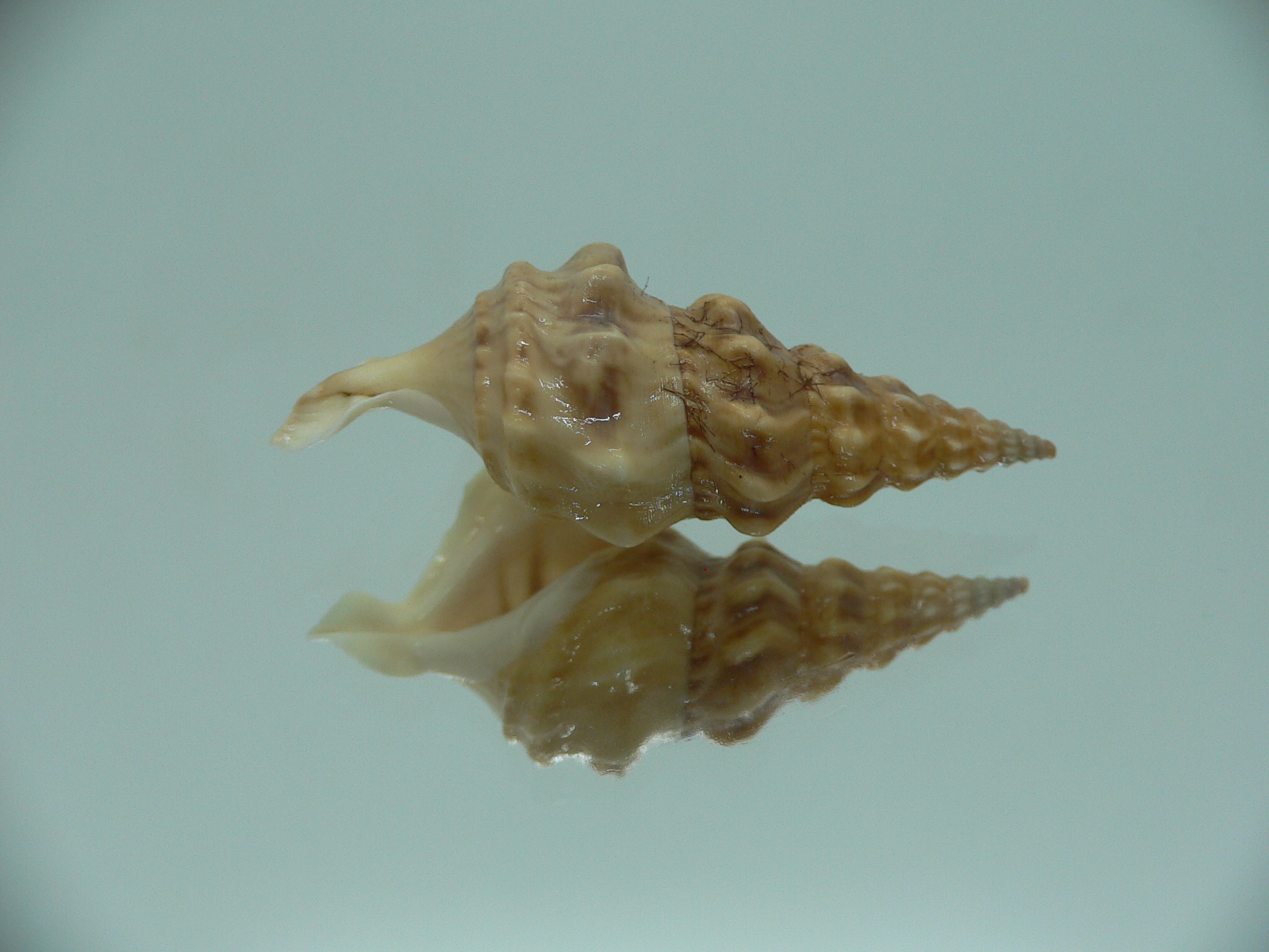 Aporrhais bilobatus RARE & VERY BIG
