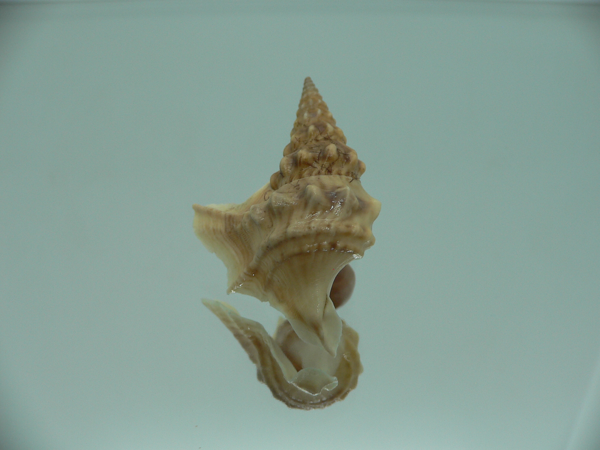 Aporrhais bilobatus RARE & VERY BIG