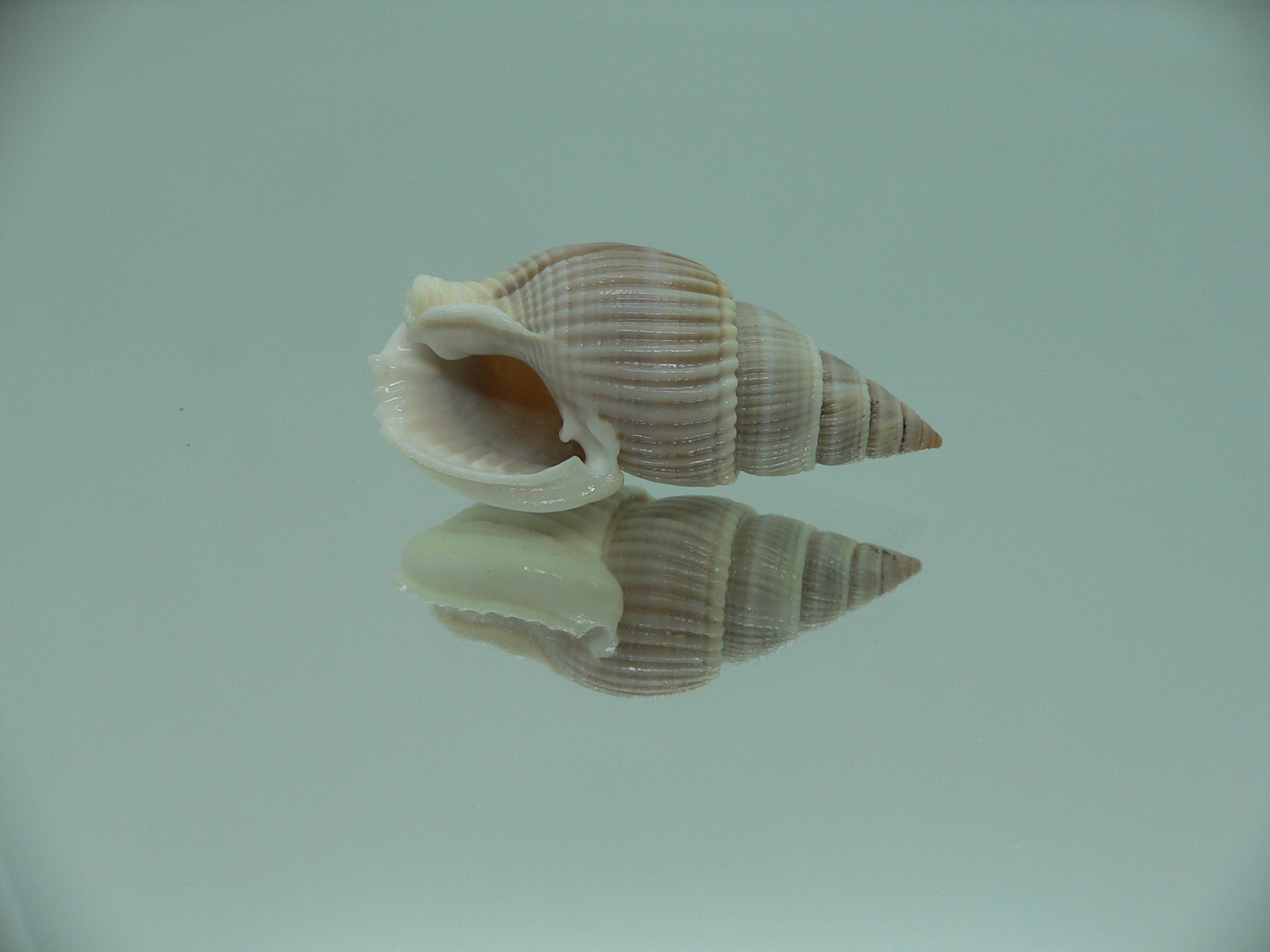 Nassarius siquijorensis BIG