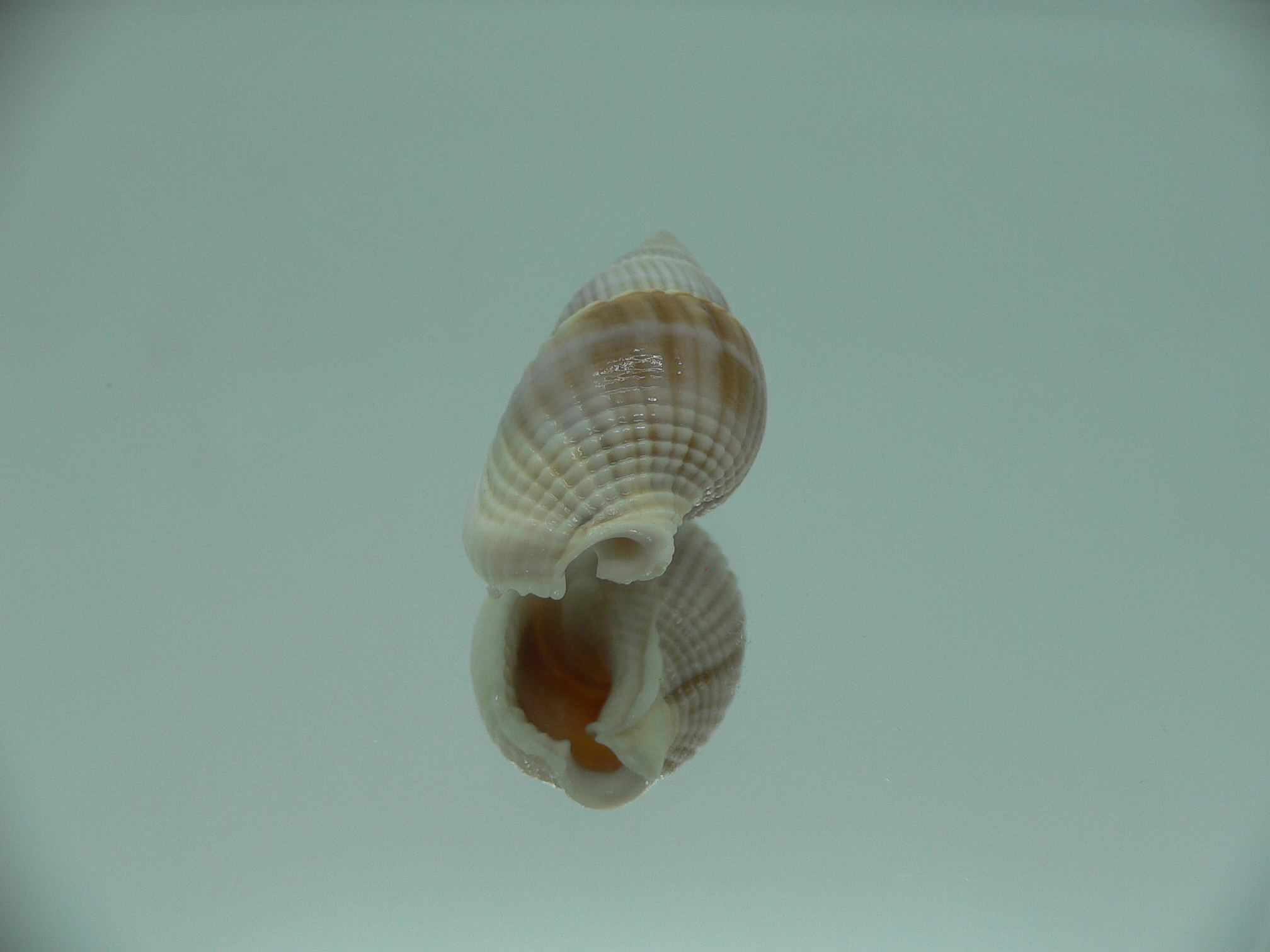 Nassarius siquijorensis BIG