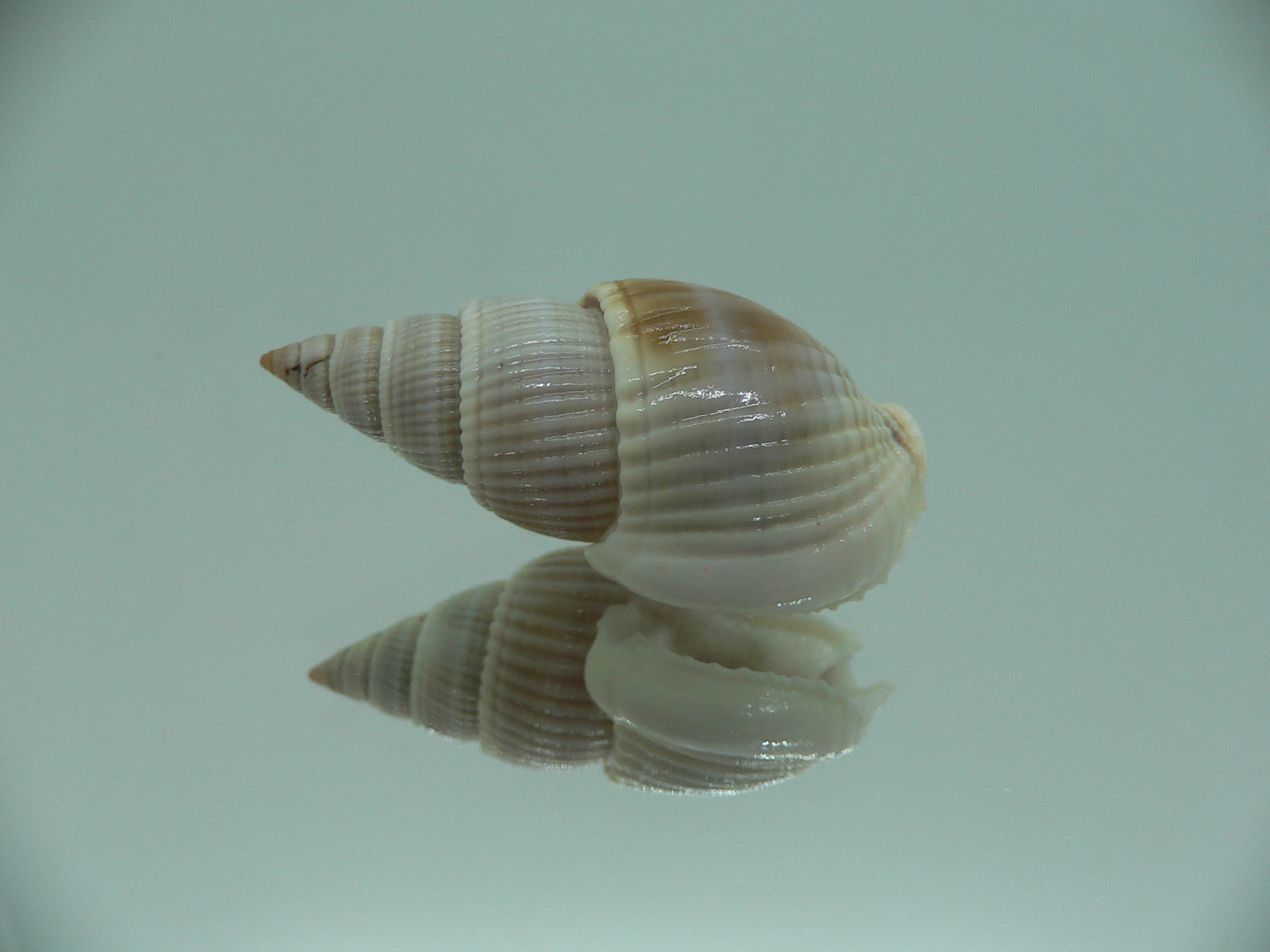 Nassarius siquijorensis BIG