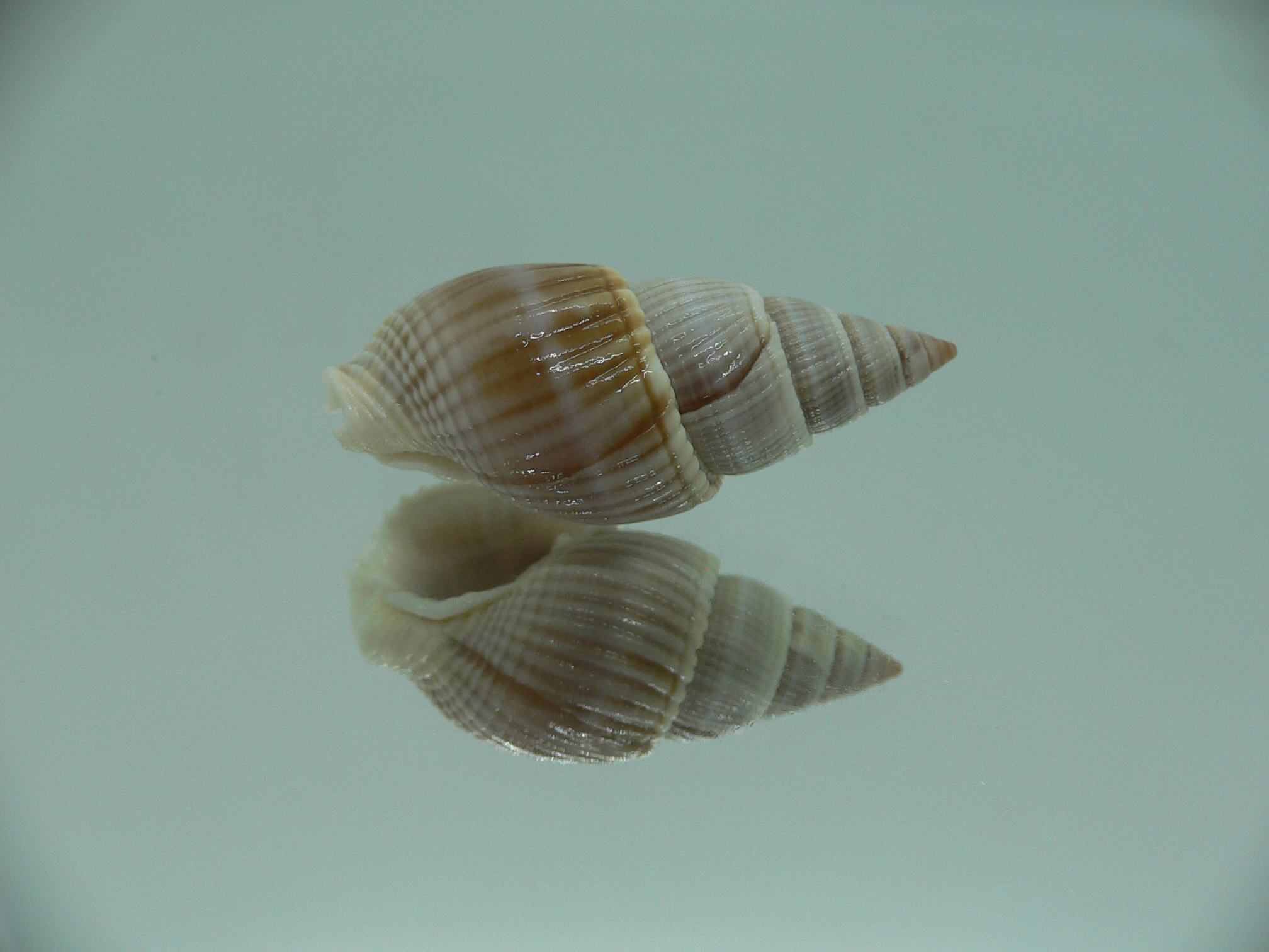 Nassarius siquijorensis BIG