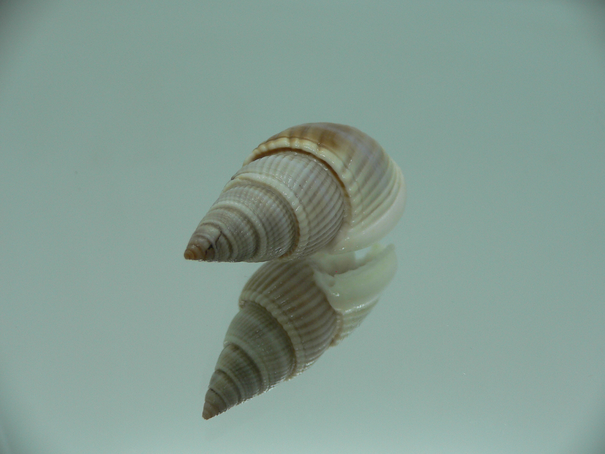 Nassarius siquijorensis BIG