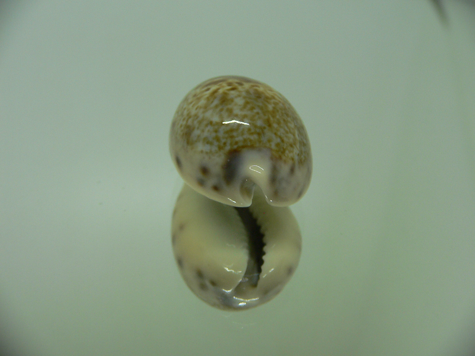 Cypraea pallida pallida 3