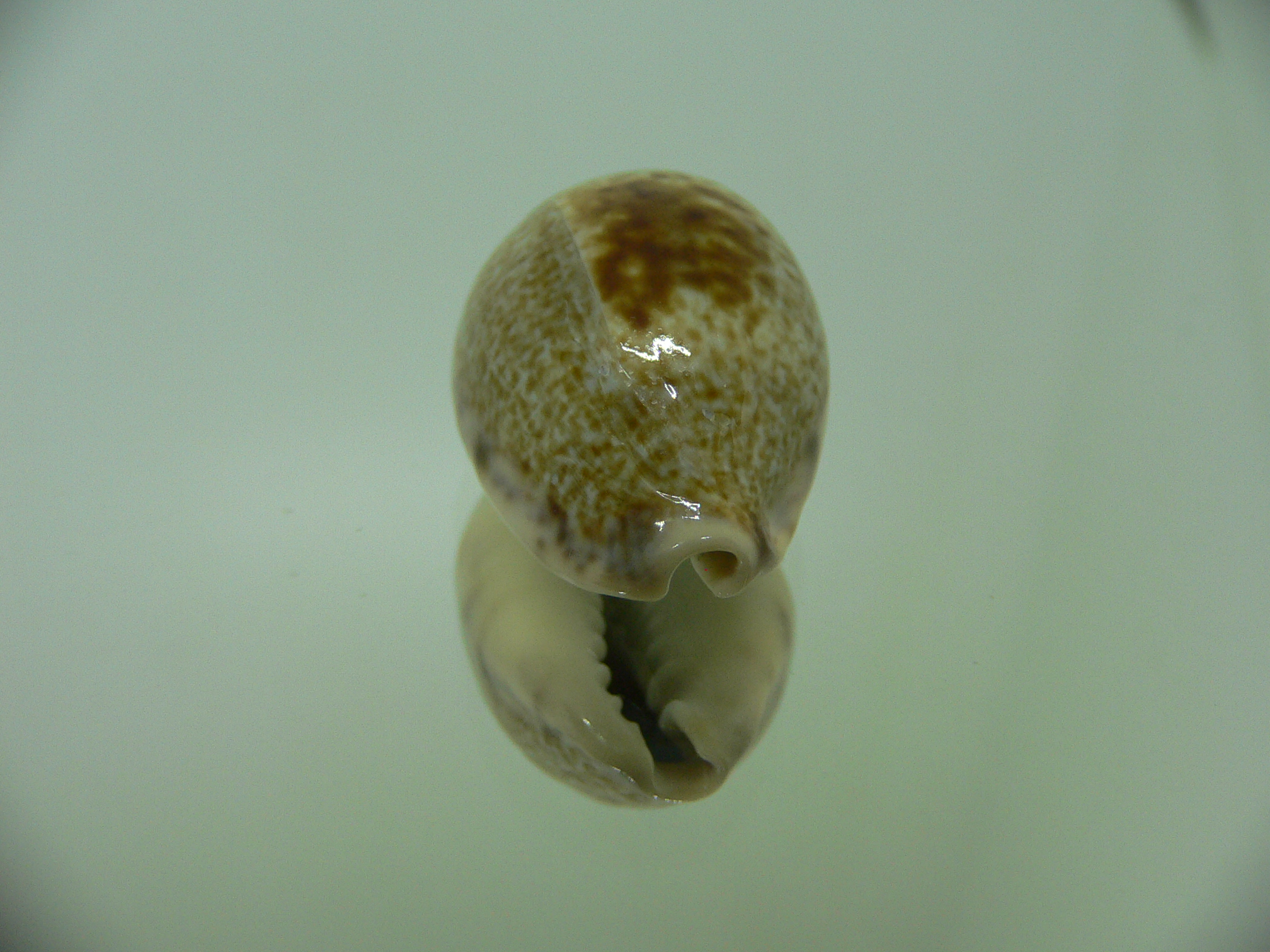 Cypraea pallida pallida 3