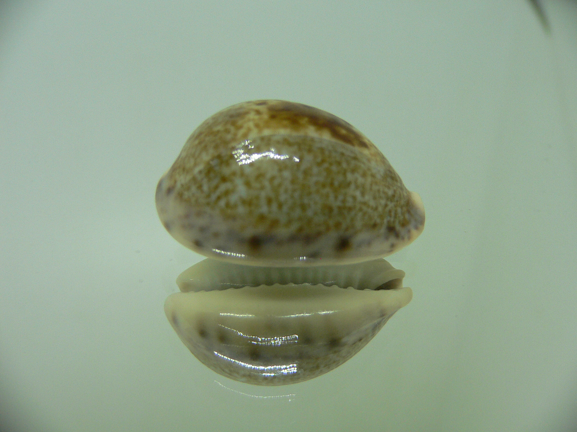 Cypraea pallida pallida 3