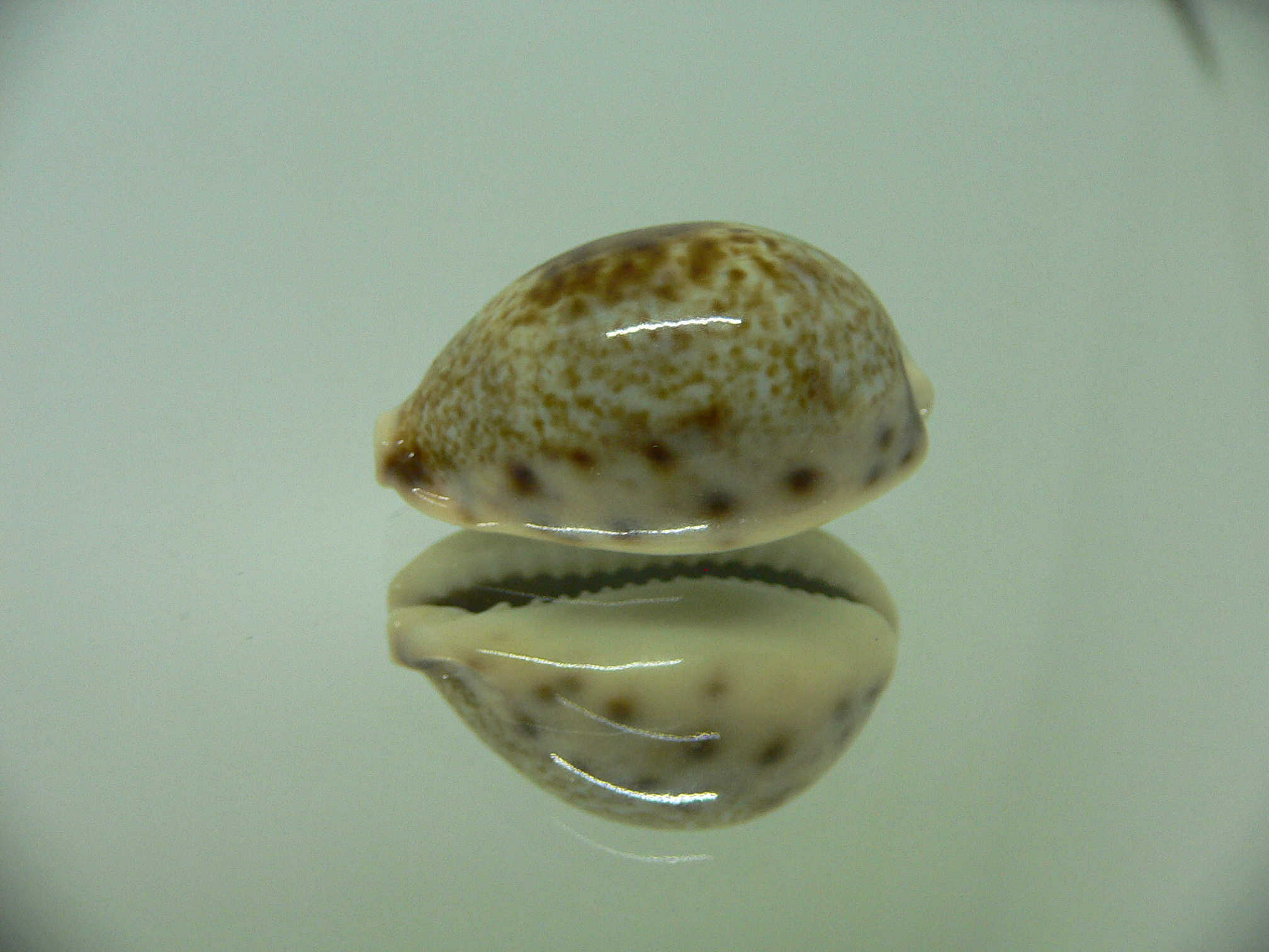 Cypraea pallida pallida 3