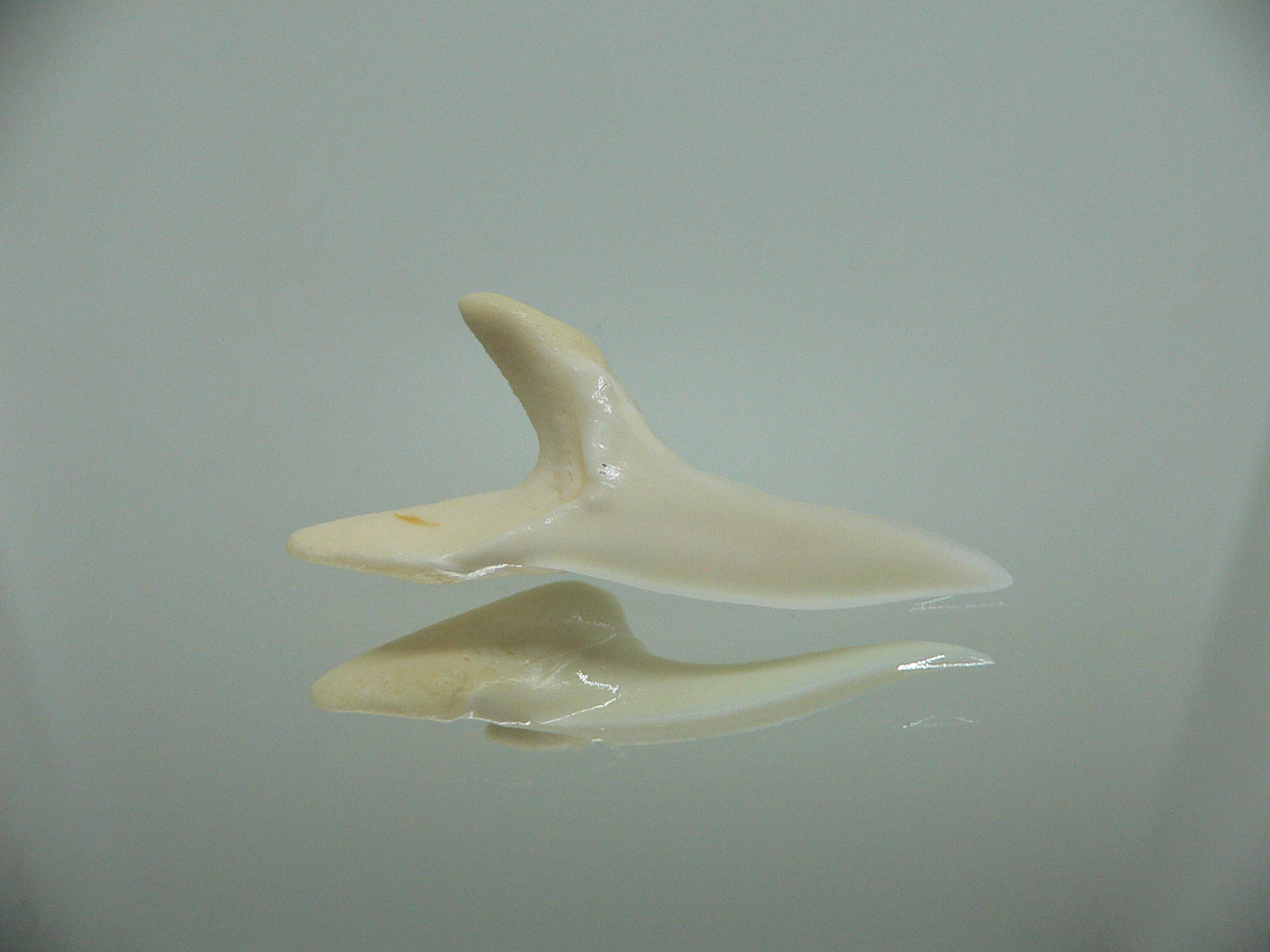 Isurus oxyrinchus - Зуб акулы МАКО 2