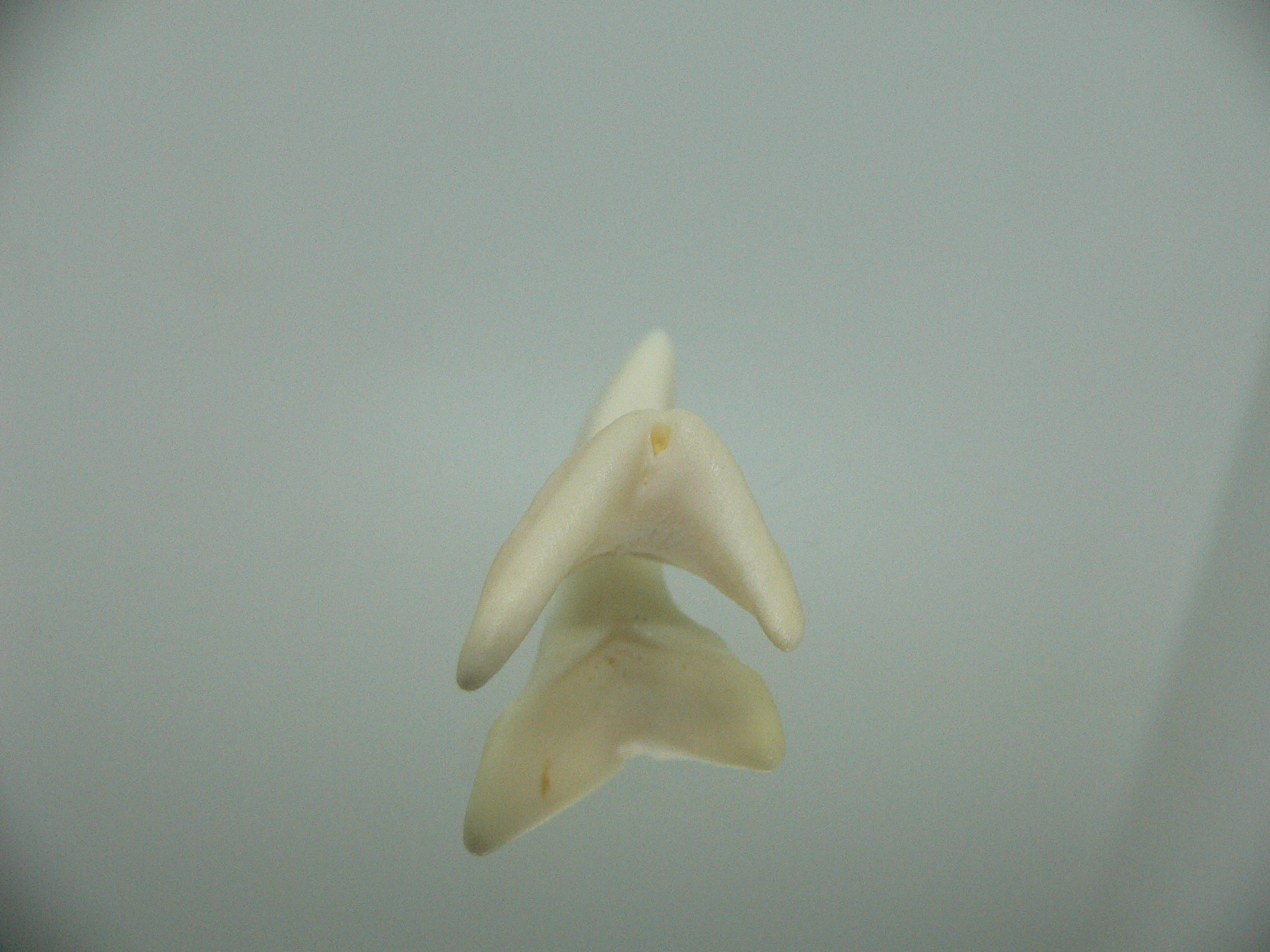 Isurus oxyrinchus - Зуб акулы МАКО 2