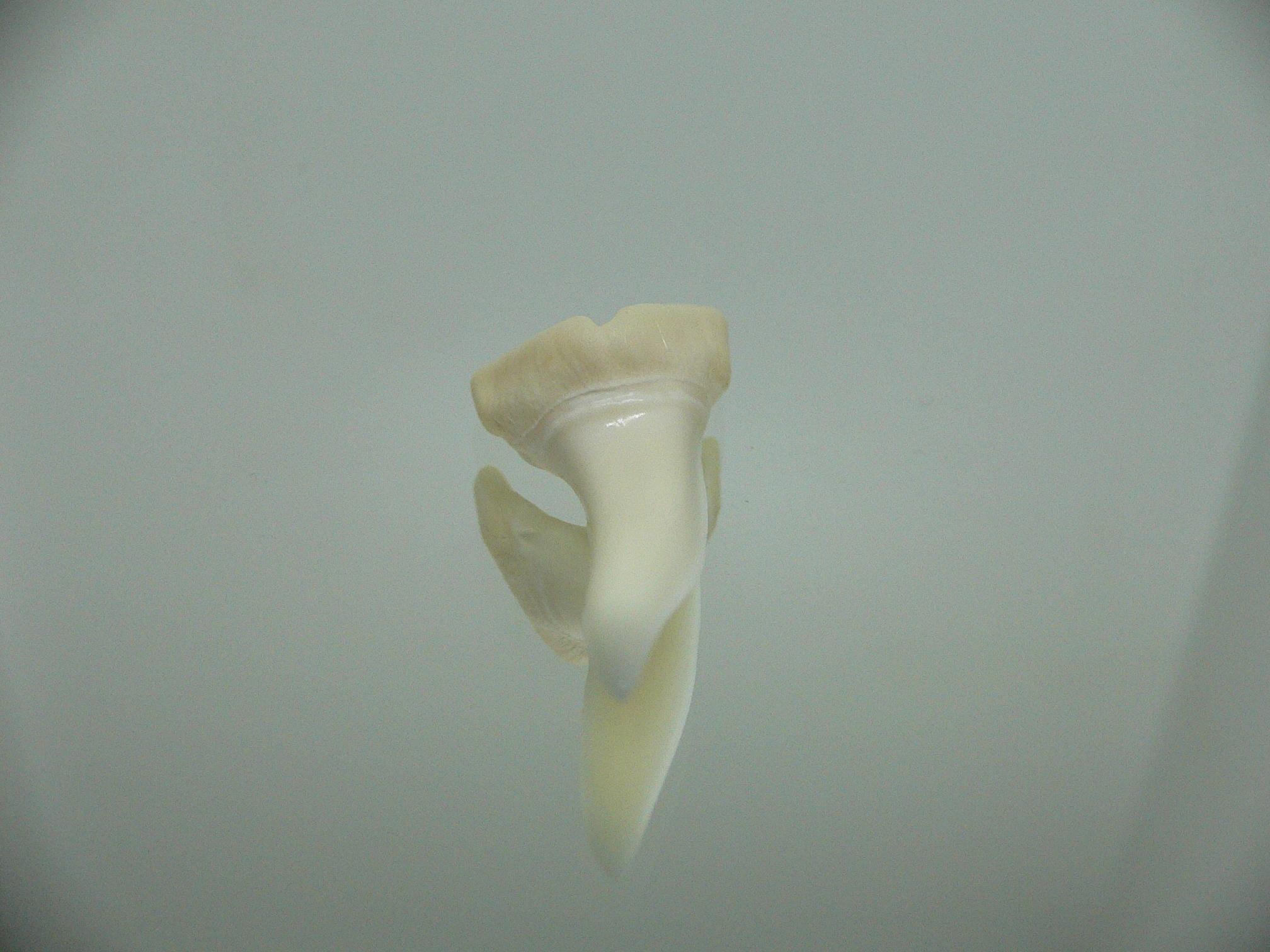 Isurus oxyrinchus - Зуб акулы МАКО 2