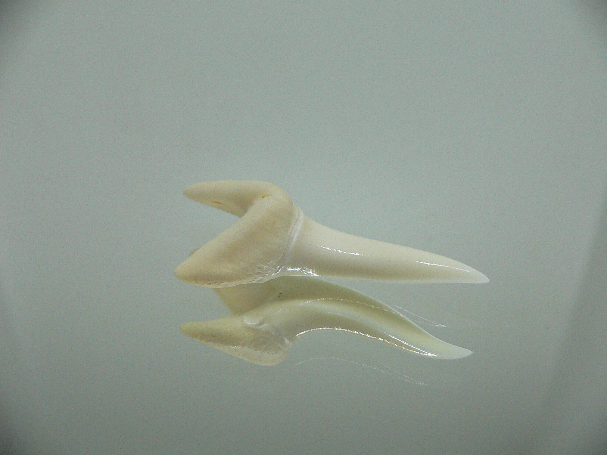 Isurus oxyrinchus - Зуб акулы МАКО 2