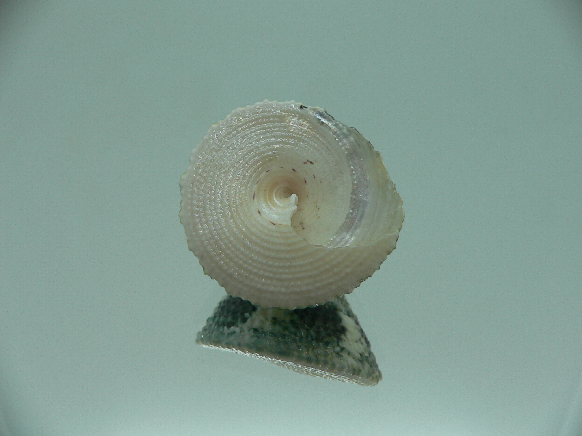 Trochus maculatus BEAUTIFUL & GREEN