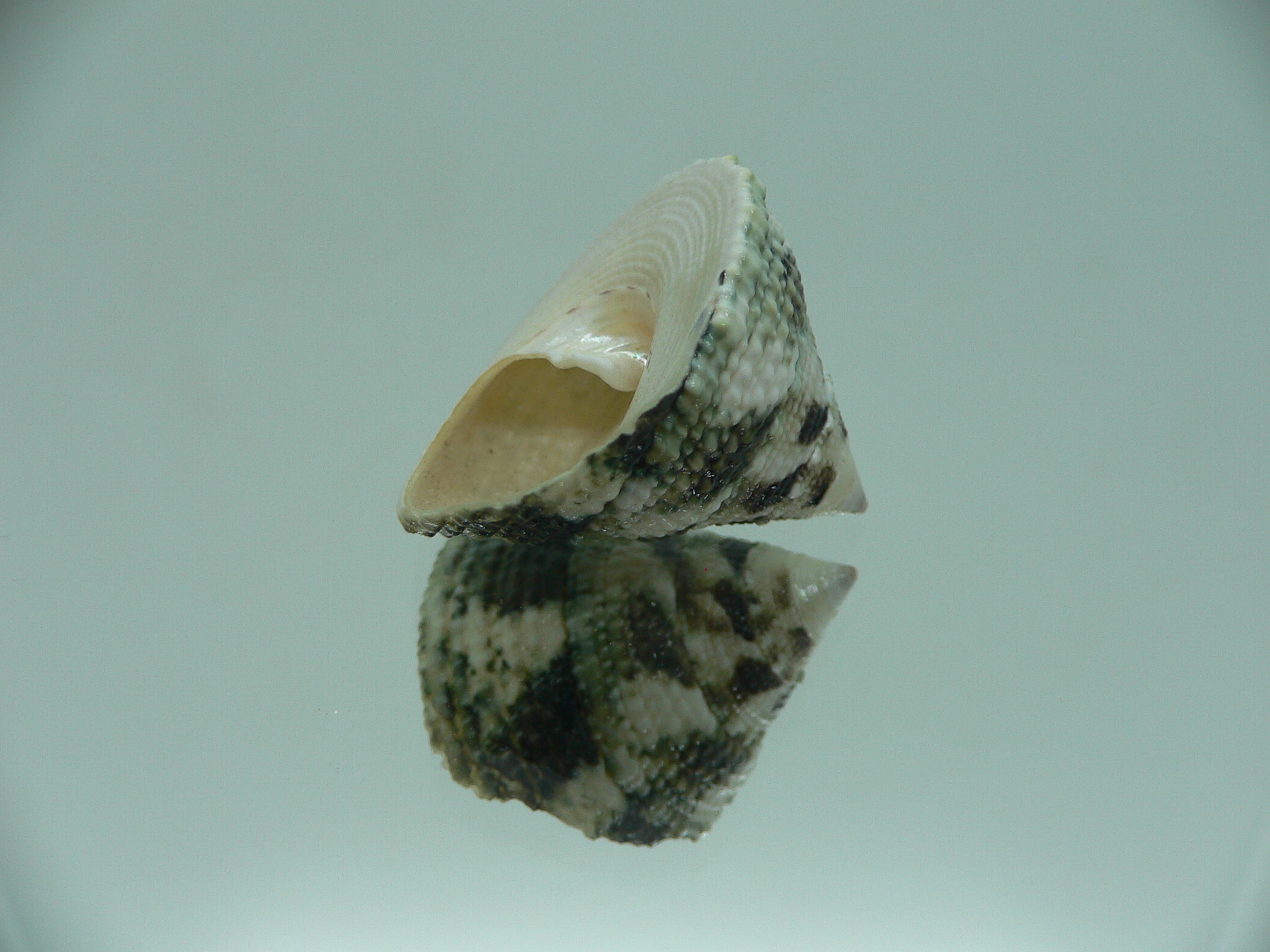 Trochus maculatus BEAUTIFUL & GREEN