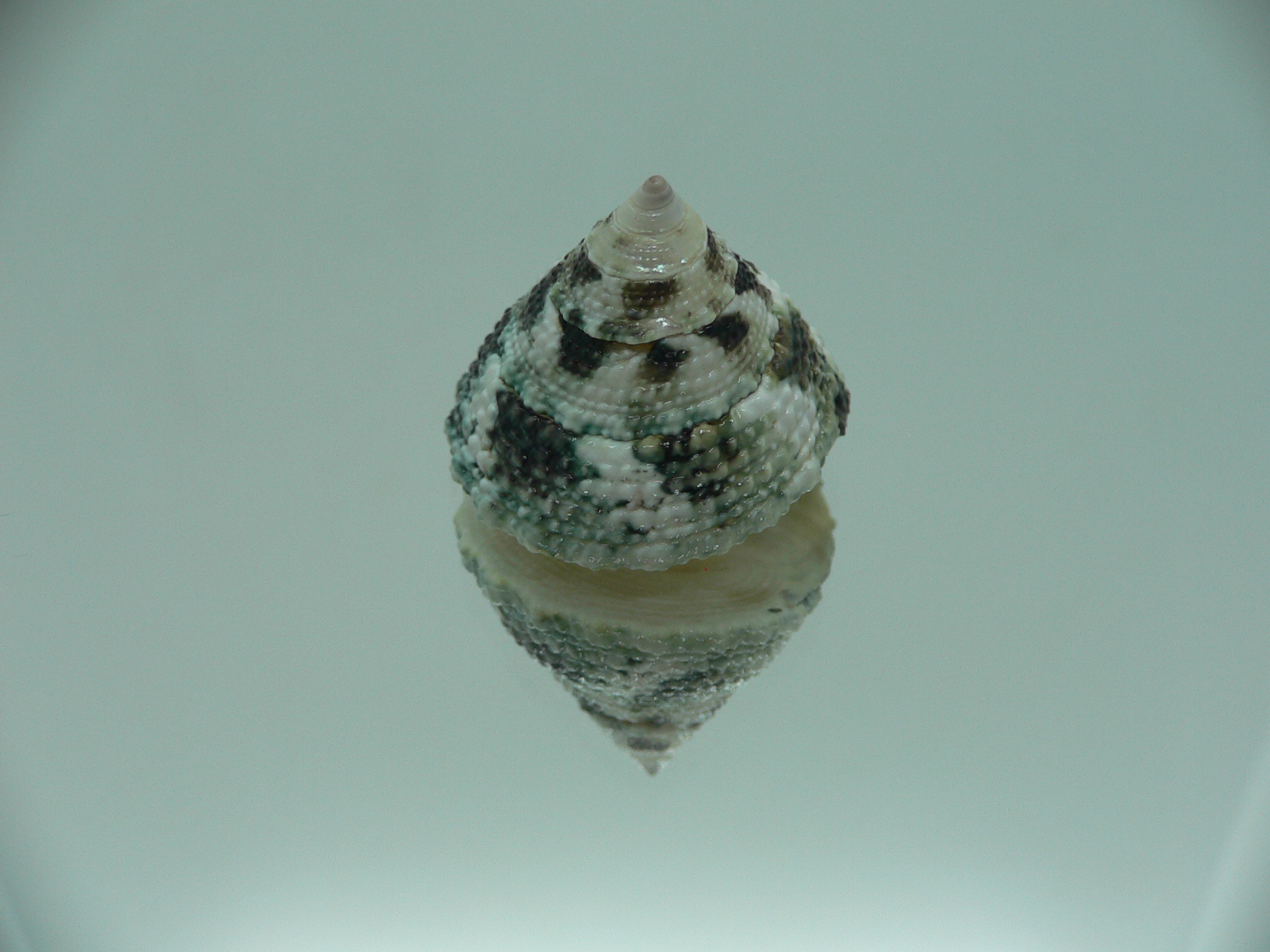 Trochus maculatus BEAUTIFUL & GREEN