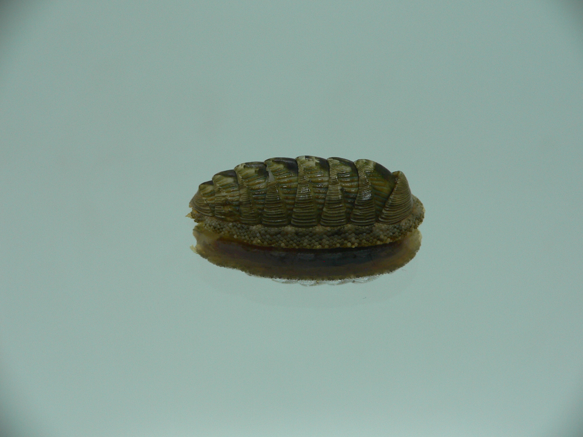 Rhyssoplax diaphora ENDEMIC