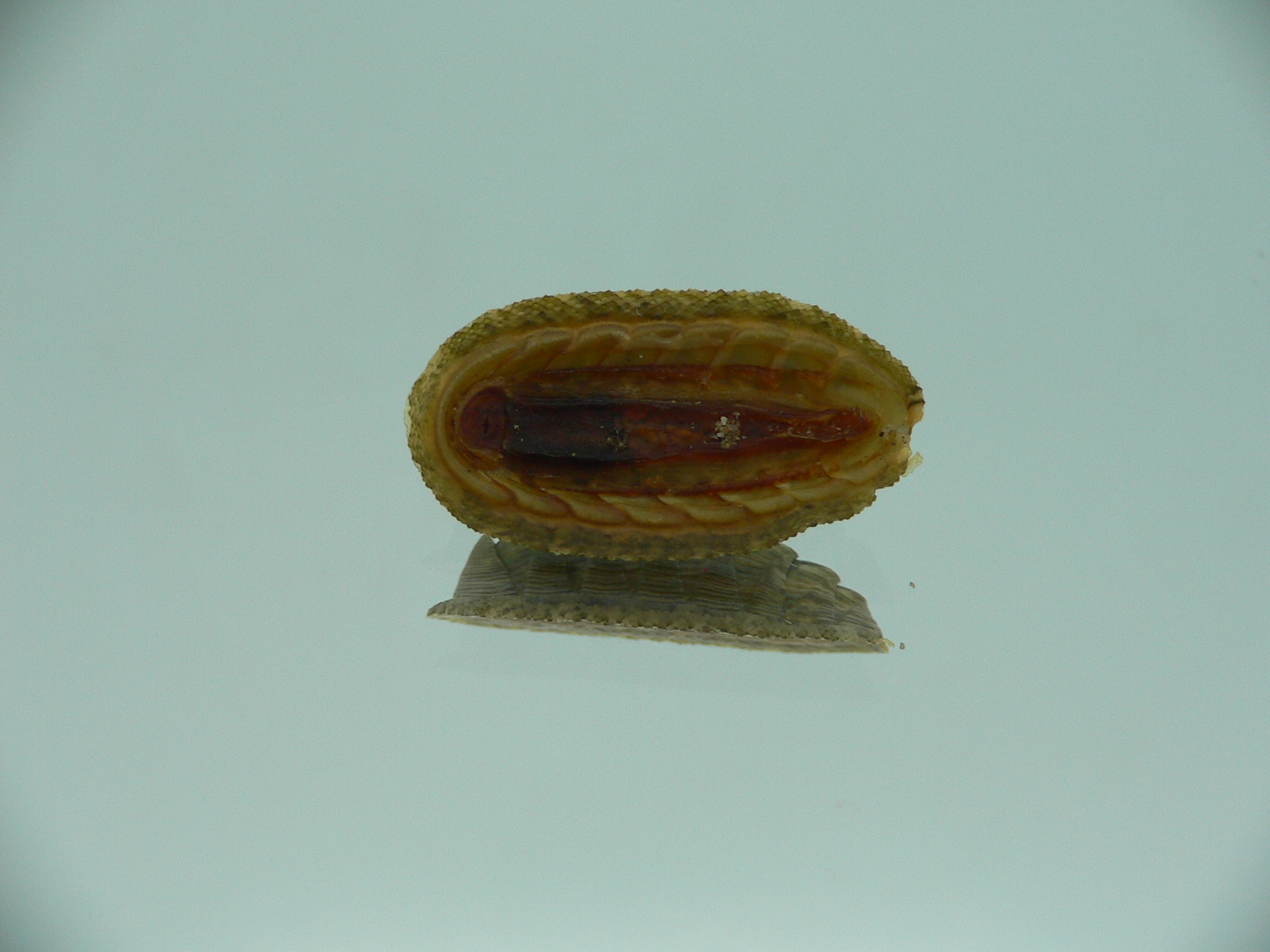 Rhyssoplax diaphora ENDEMIC
