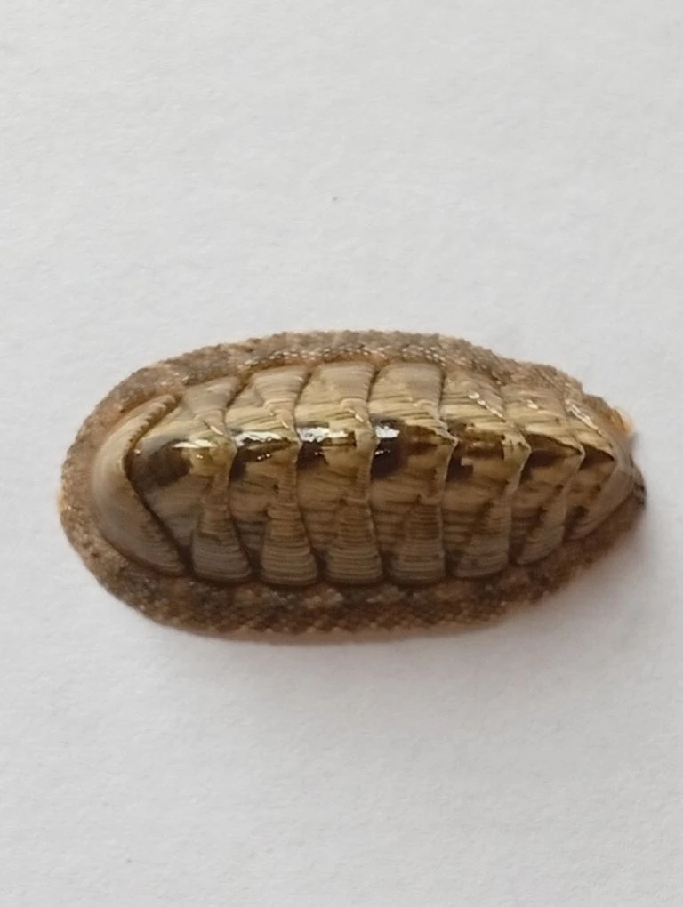 Rhyssoplax diaphora ENDEMIC