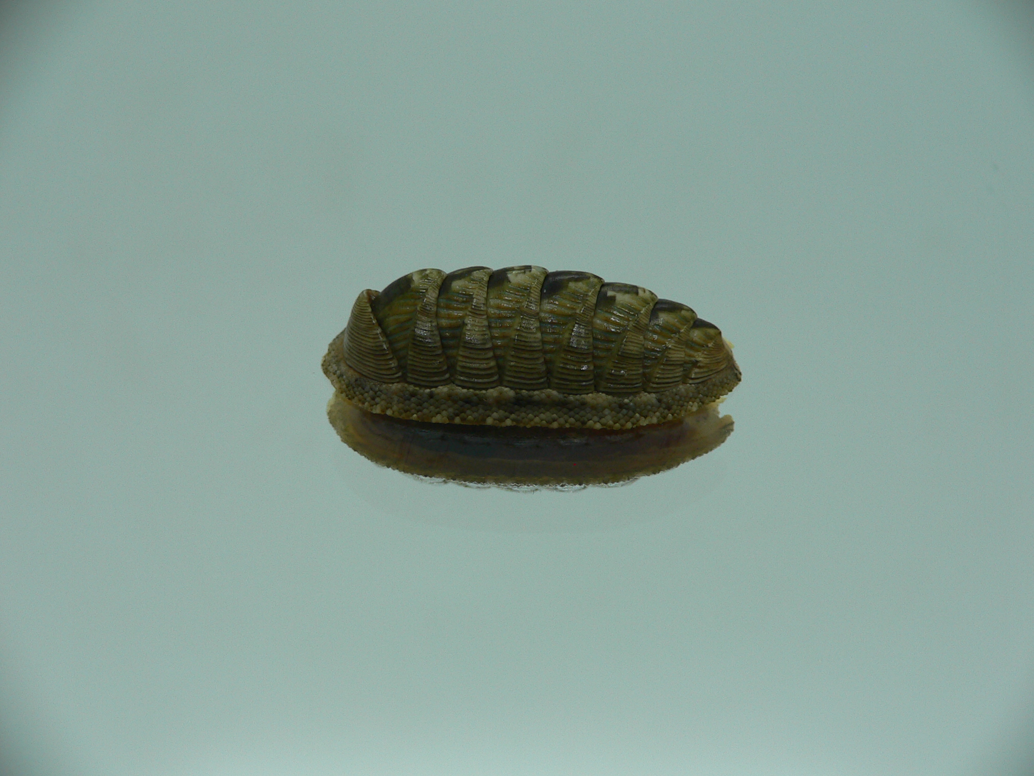 Rhyssoplax diaphora ENDEMIC