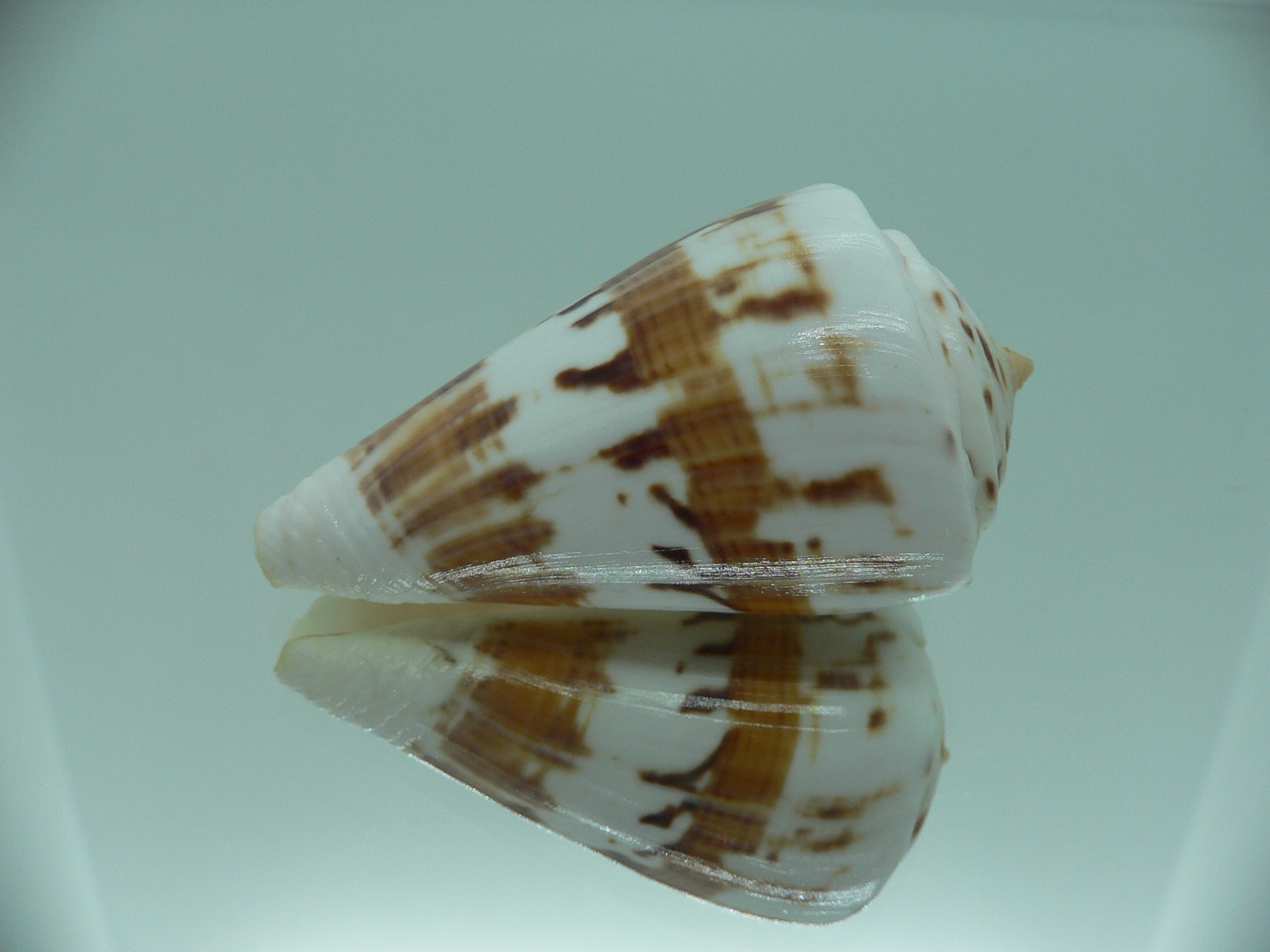 Conus malacanus LIGHT