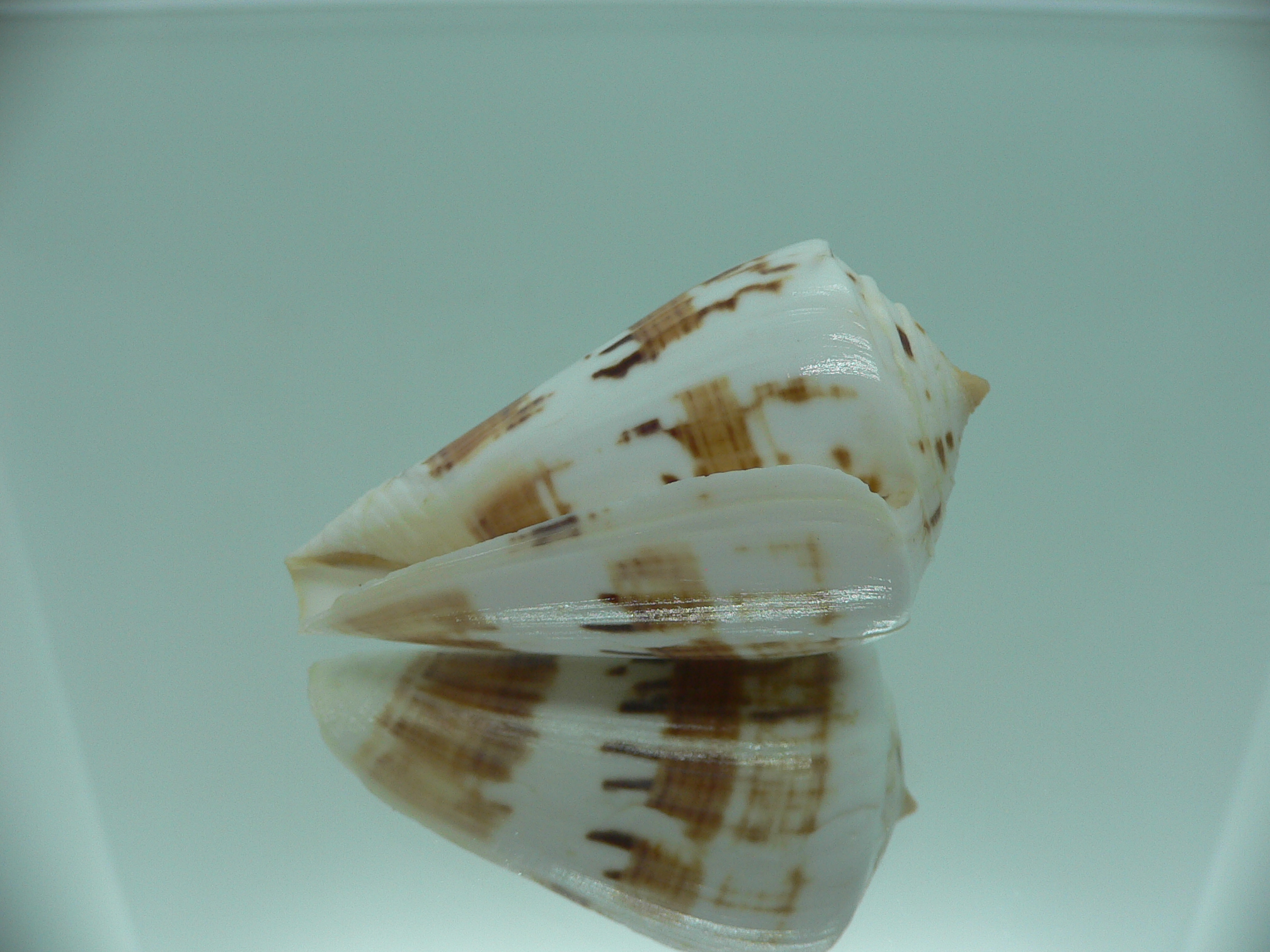 Conus malacanus LIGHT