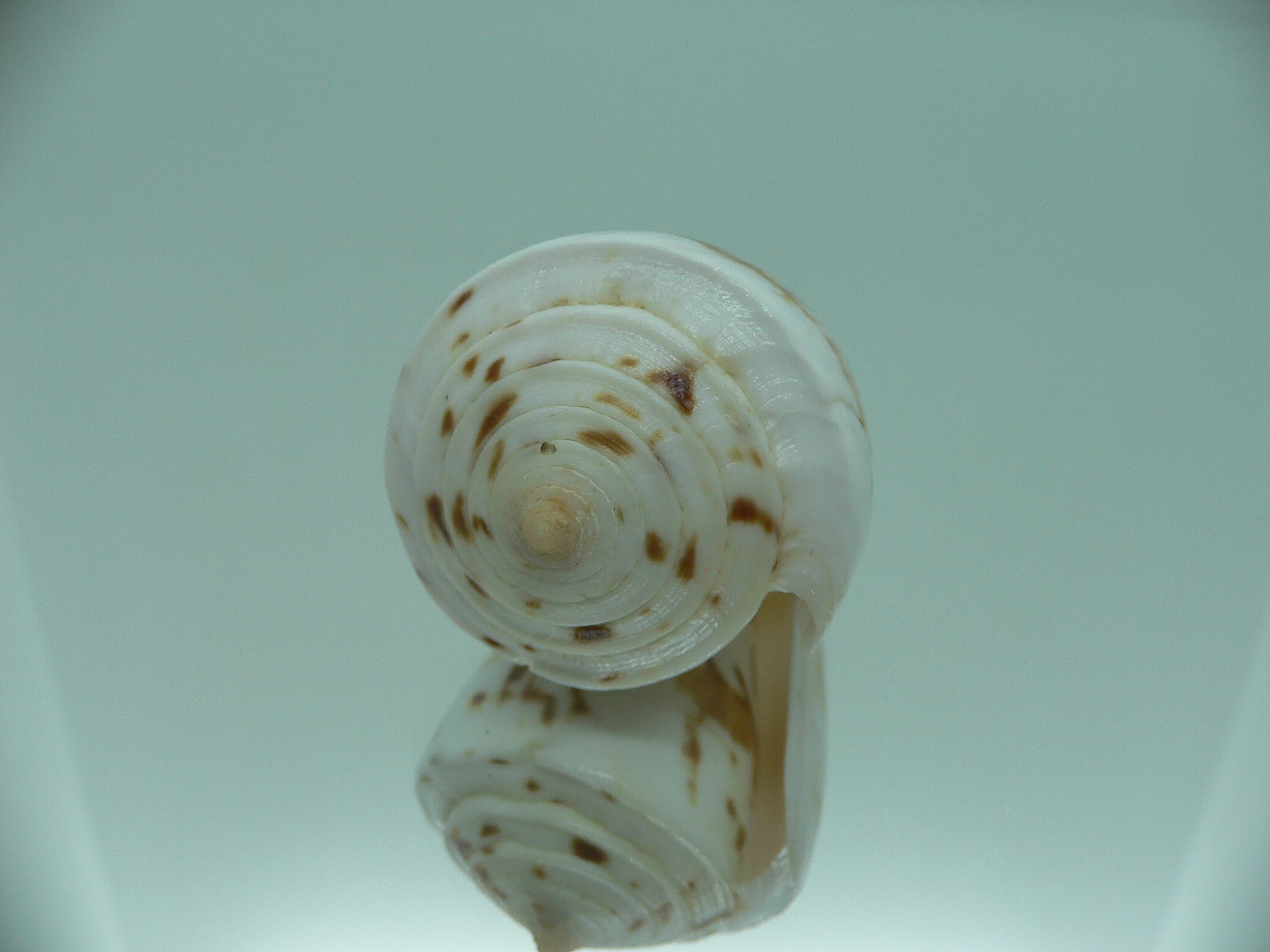 Conus malacanus LIGHT