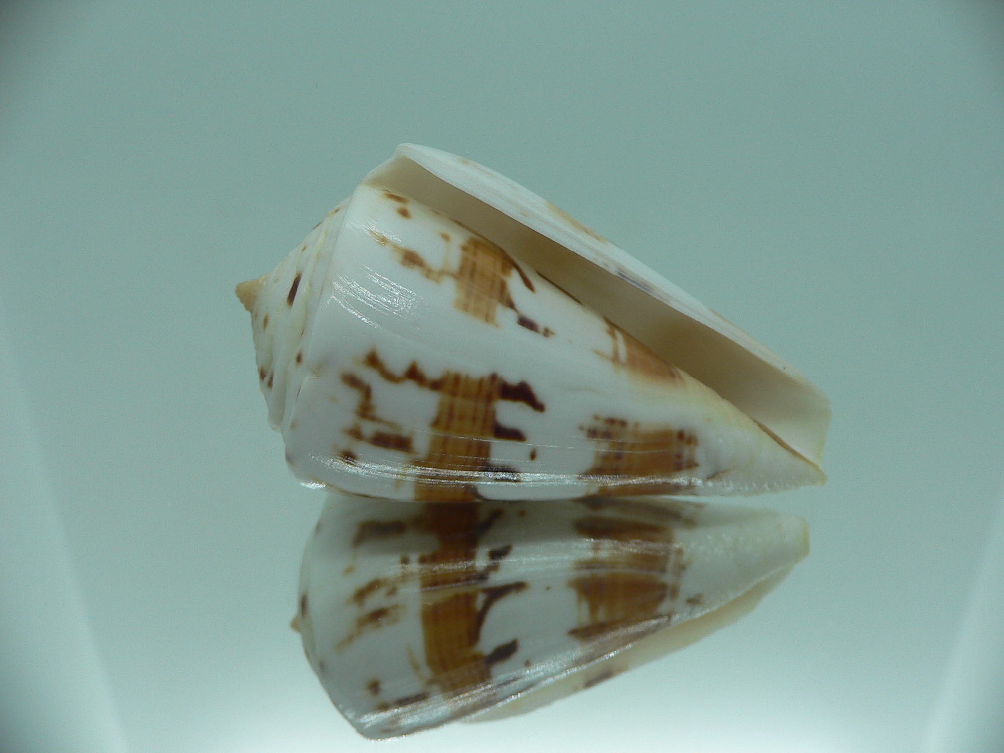 Conus malacanus LIGHT