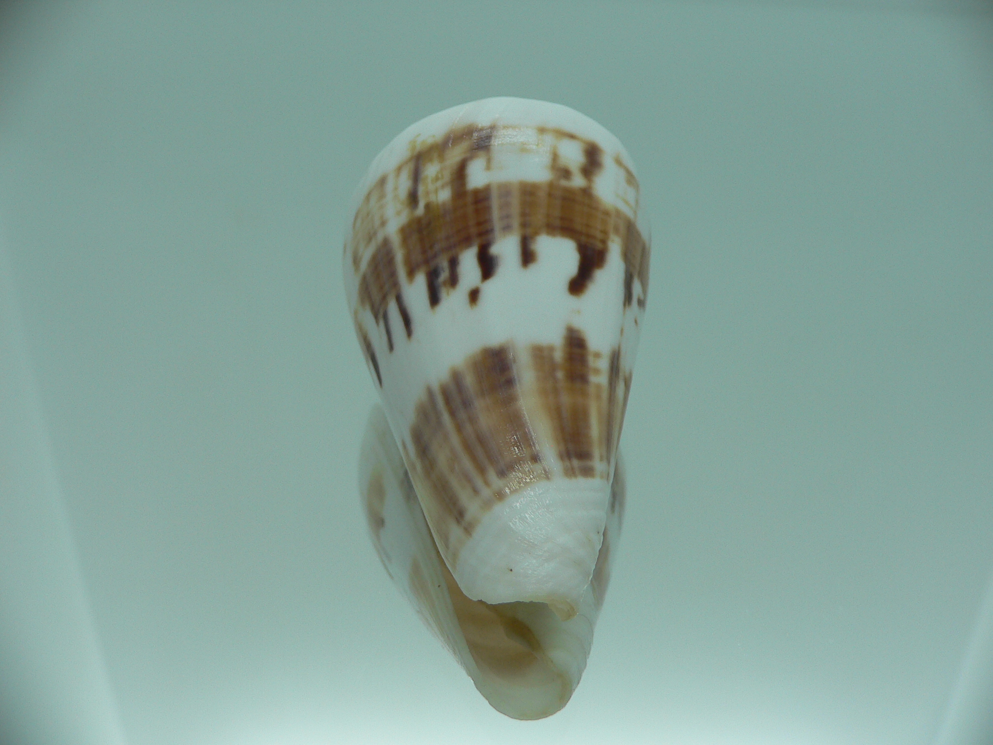 Conus malacanus LIGHT