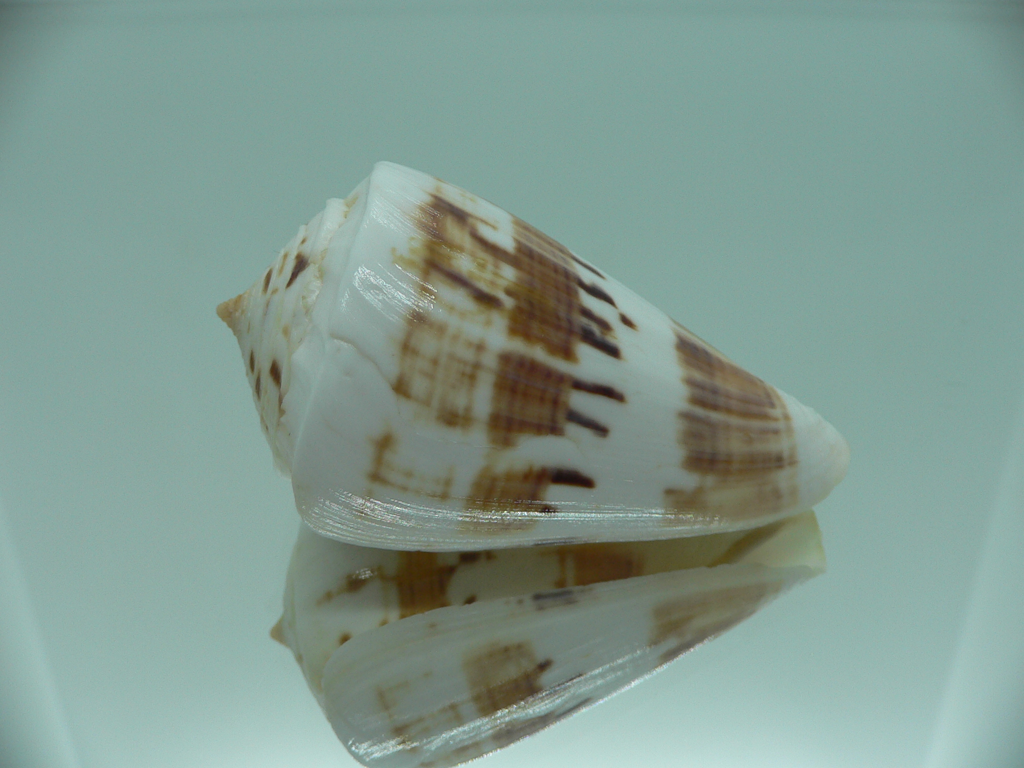 Conus malacanus LIGHT