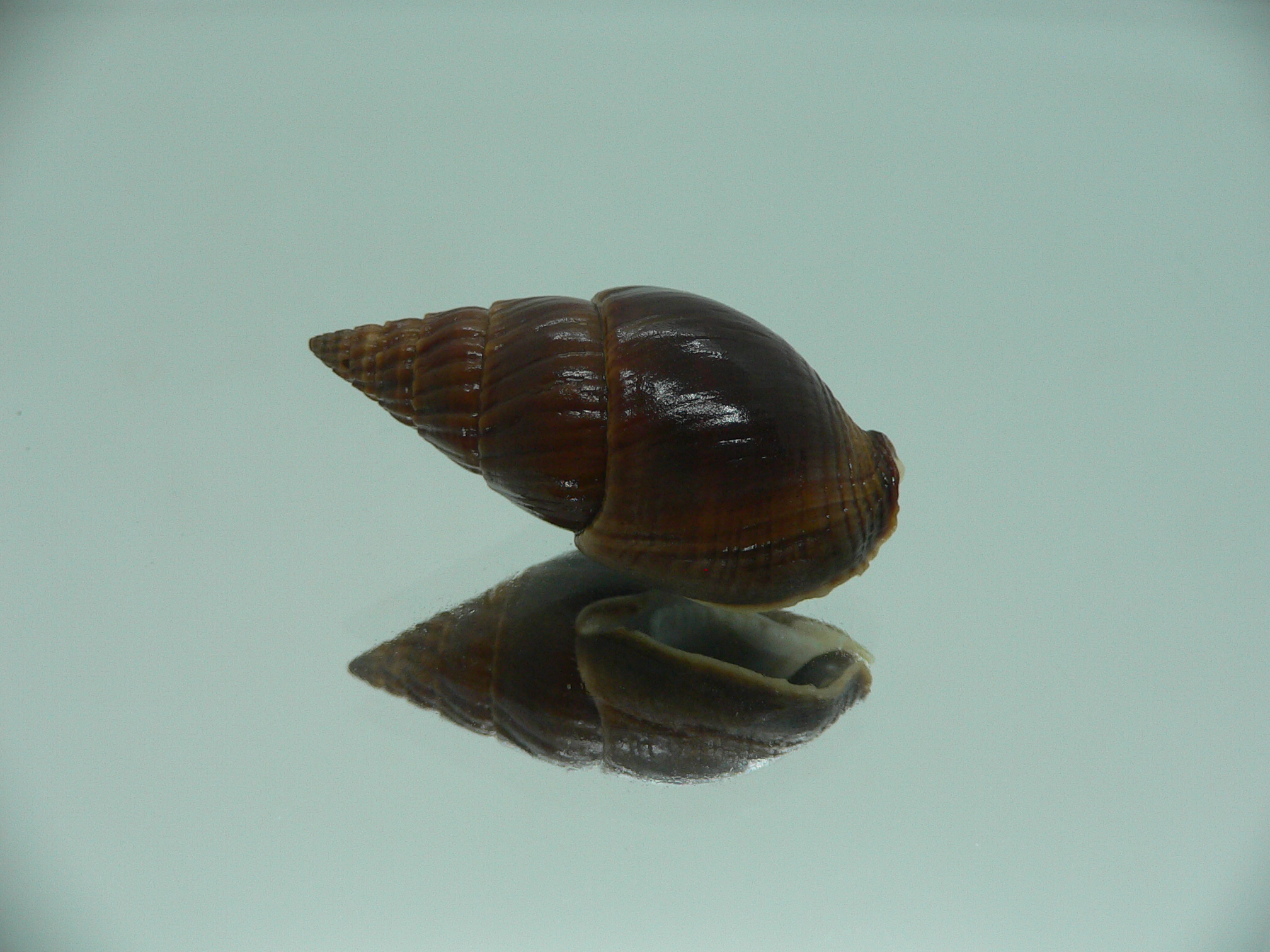Nassarius olivaceus