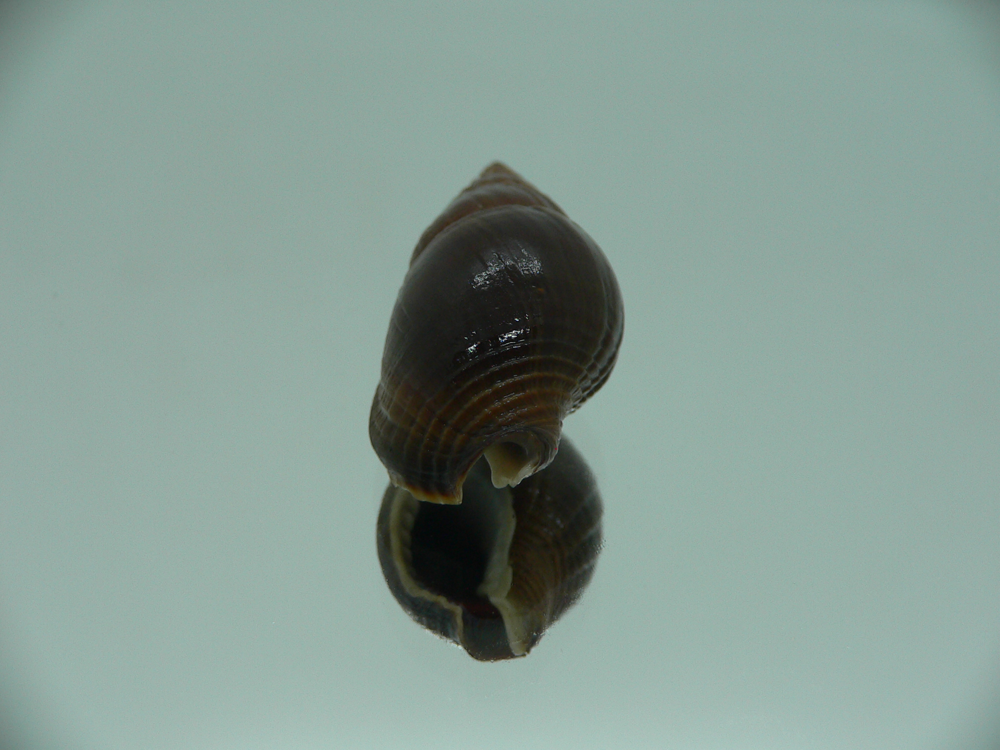 Nassarius olivaceus