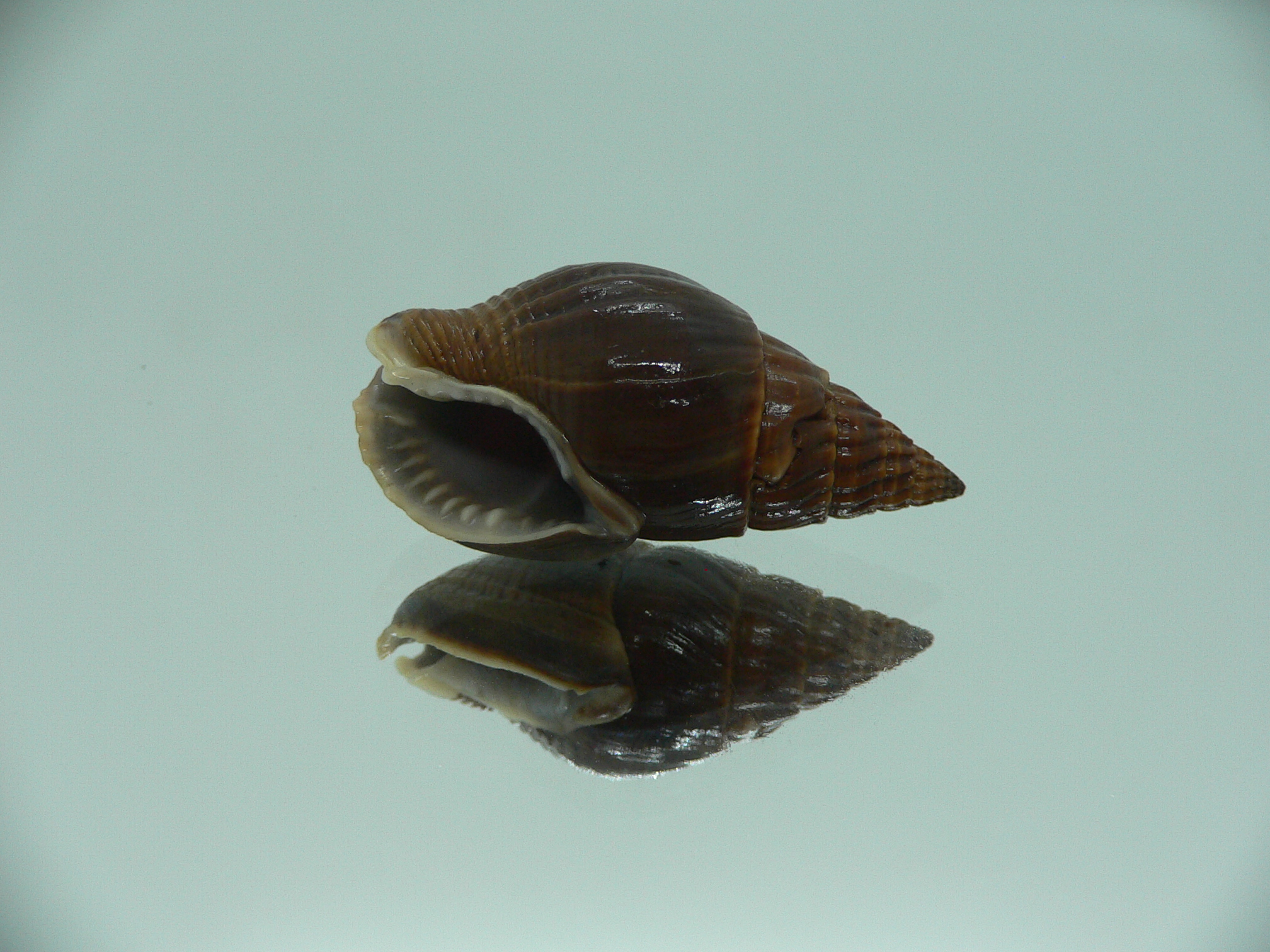 Nassarius olivaceus