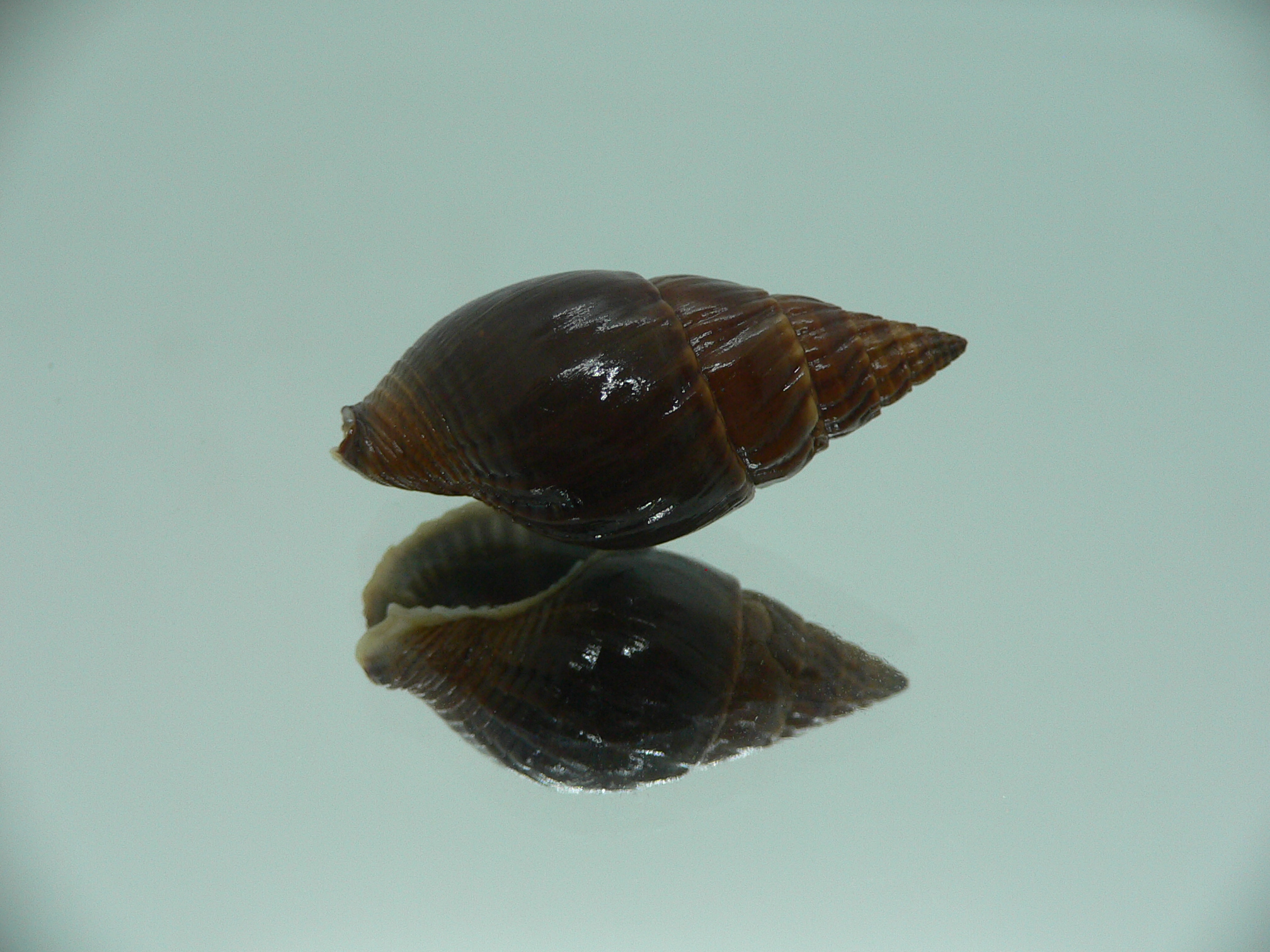 Nassarius olivaceus