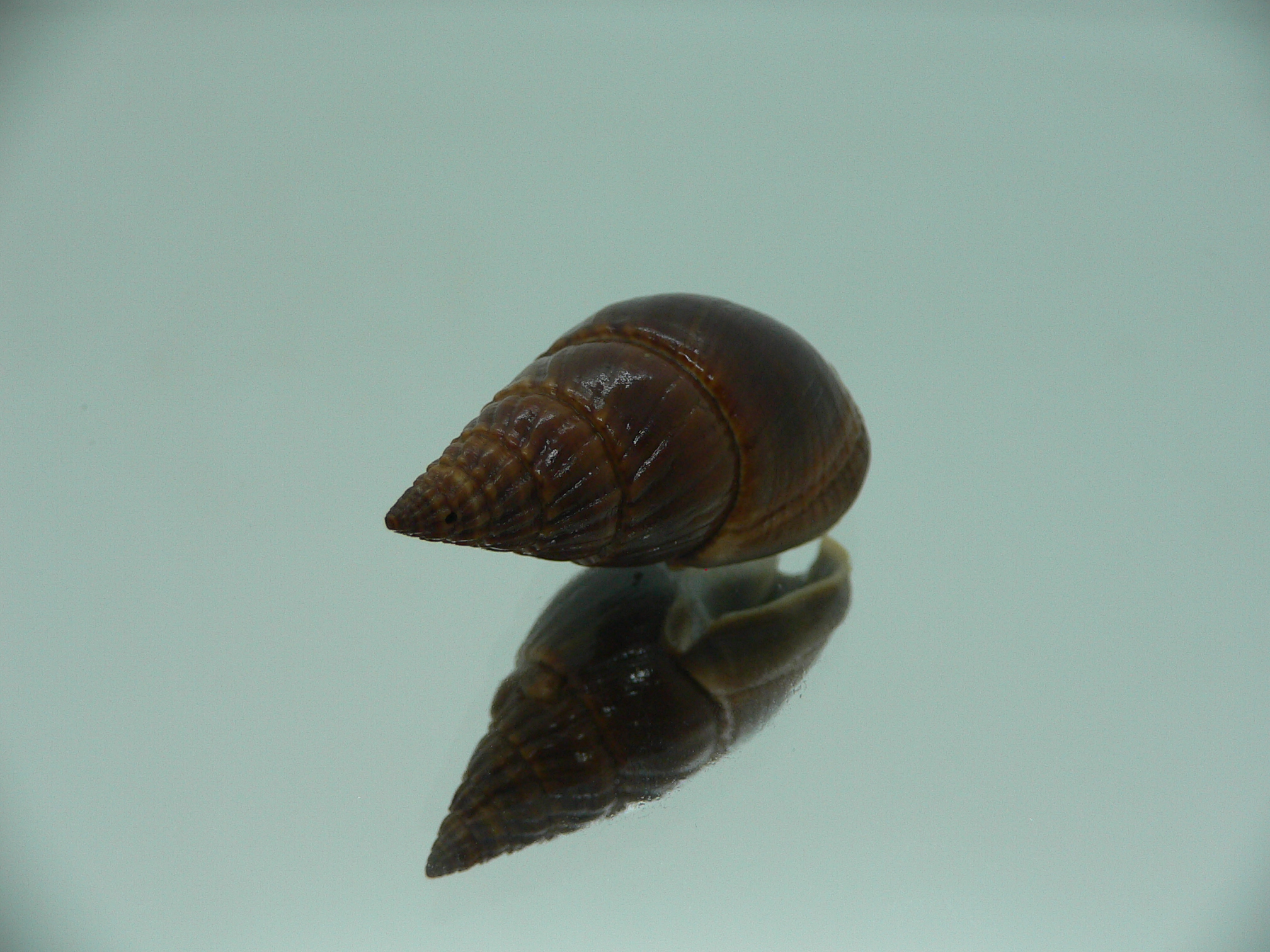 Nassarius olivaceus