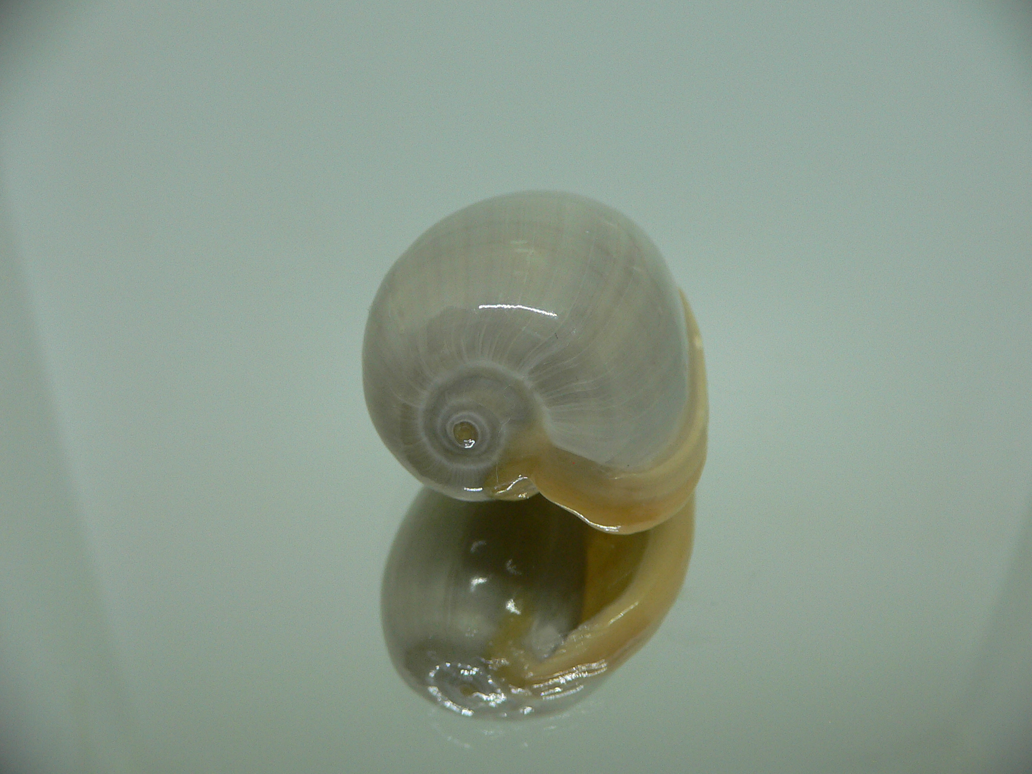 Cryptospira strigata strigata BIG