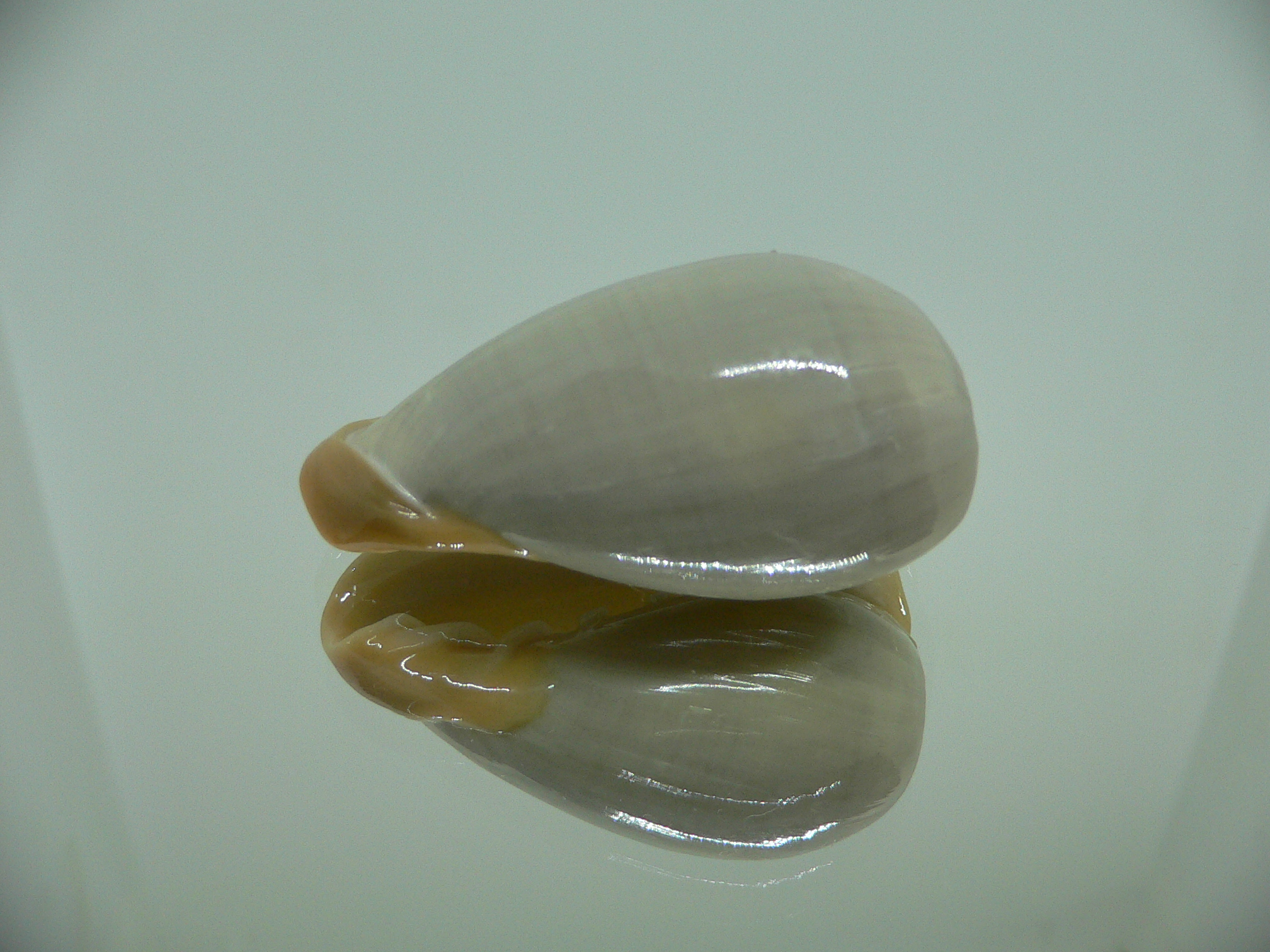 Cryptospira strigata strigata BIG